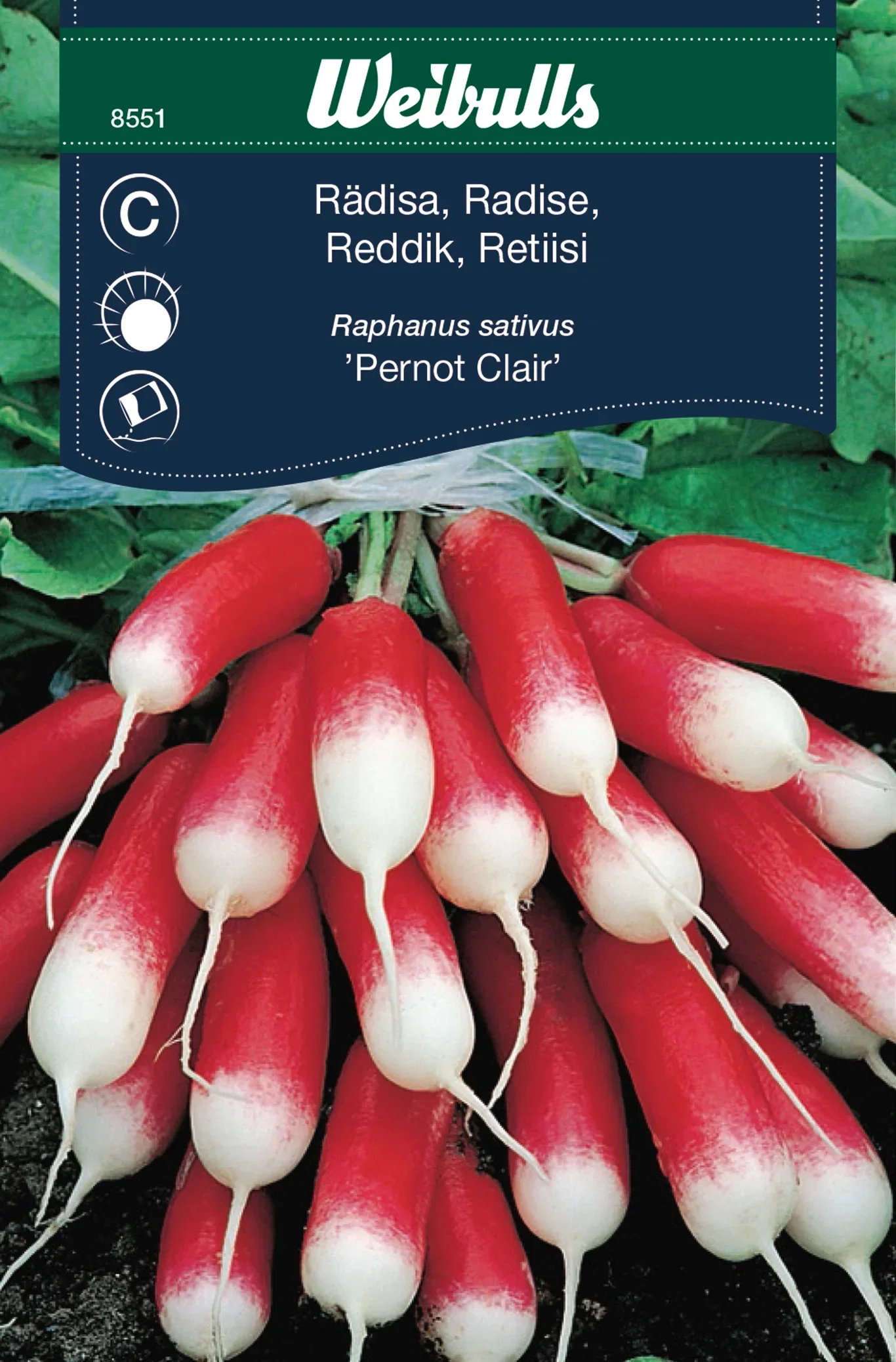 Rädisa 'Pernot Clair'