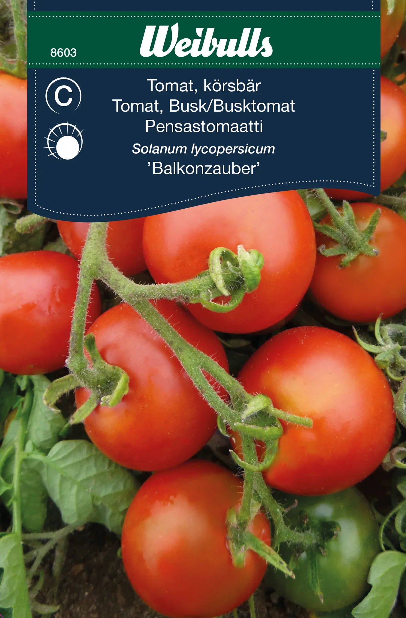 Solanum lycopersicum