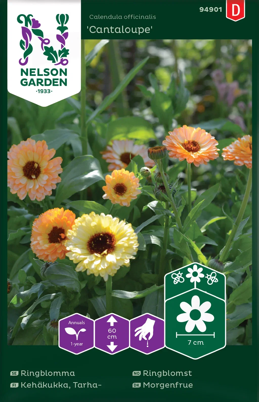 Ringblomma 'Cantaloupe'