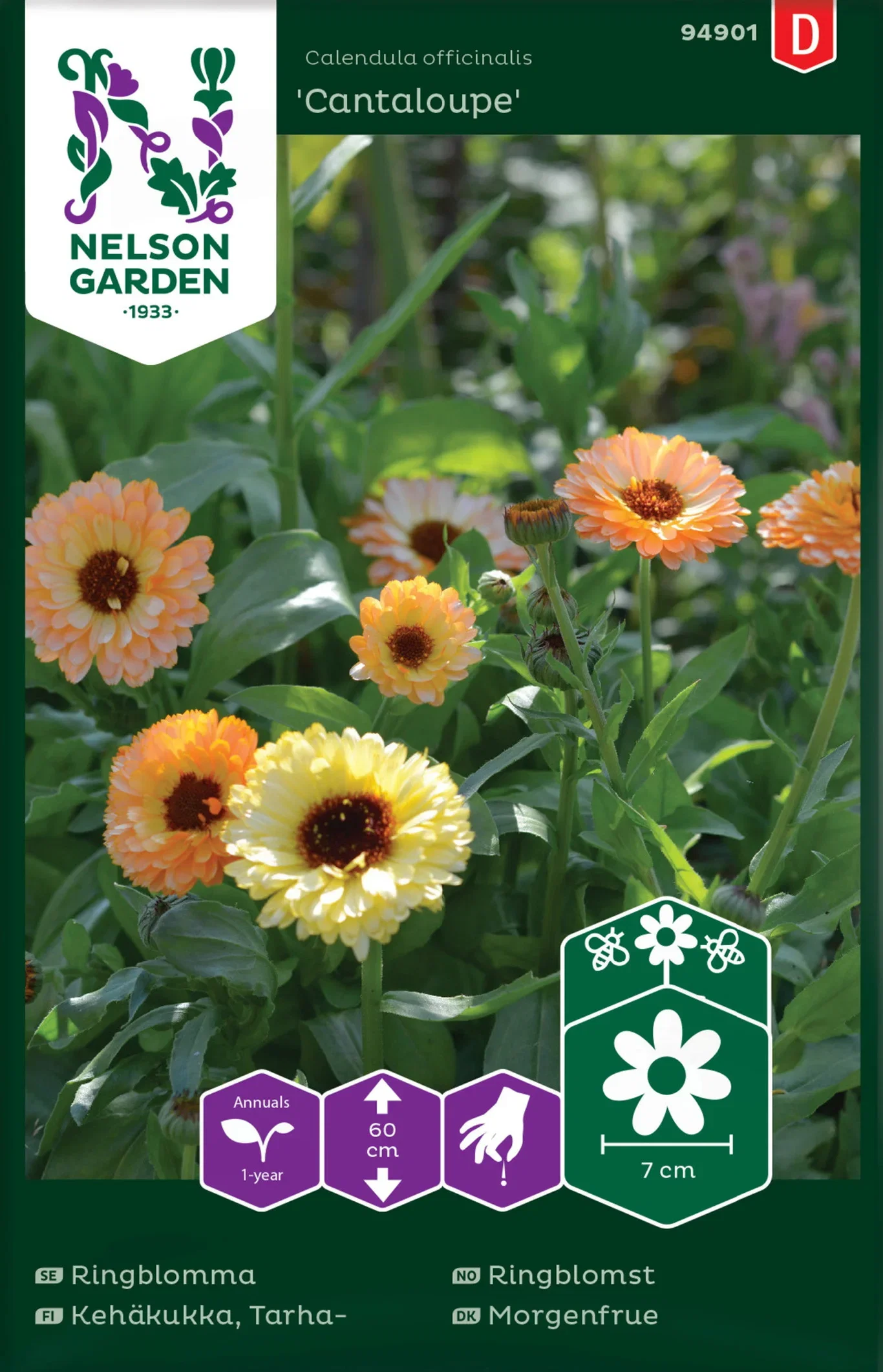 Ringblomma 'Cantaloupe'