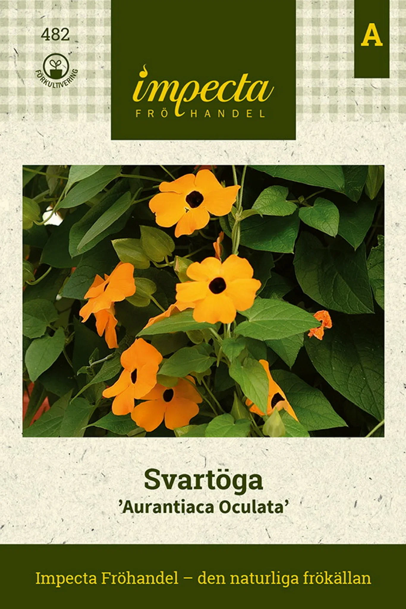 Thunbergia alata 'Aurantiaca Oculata'