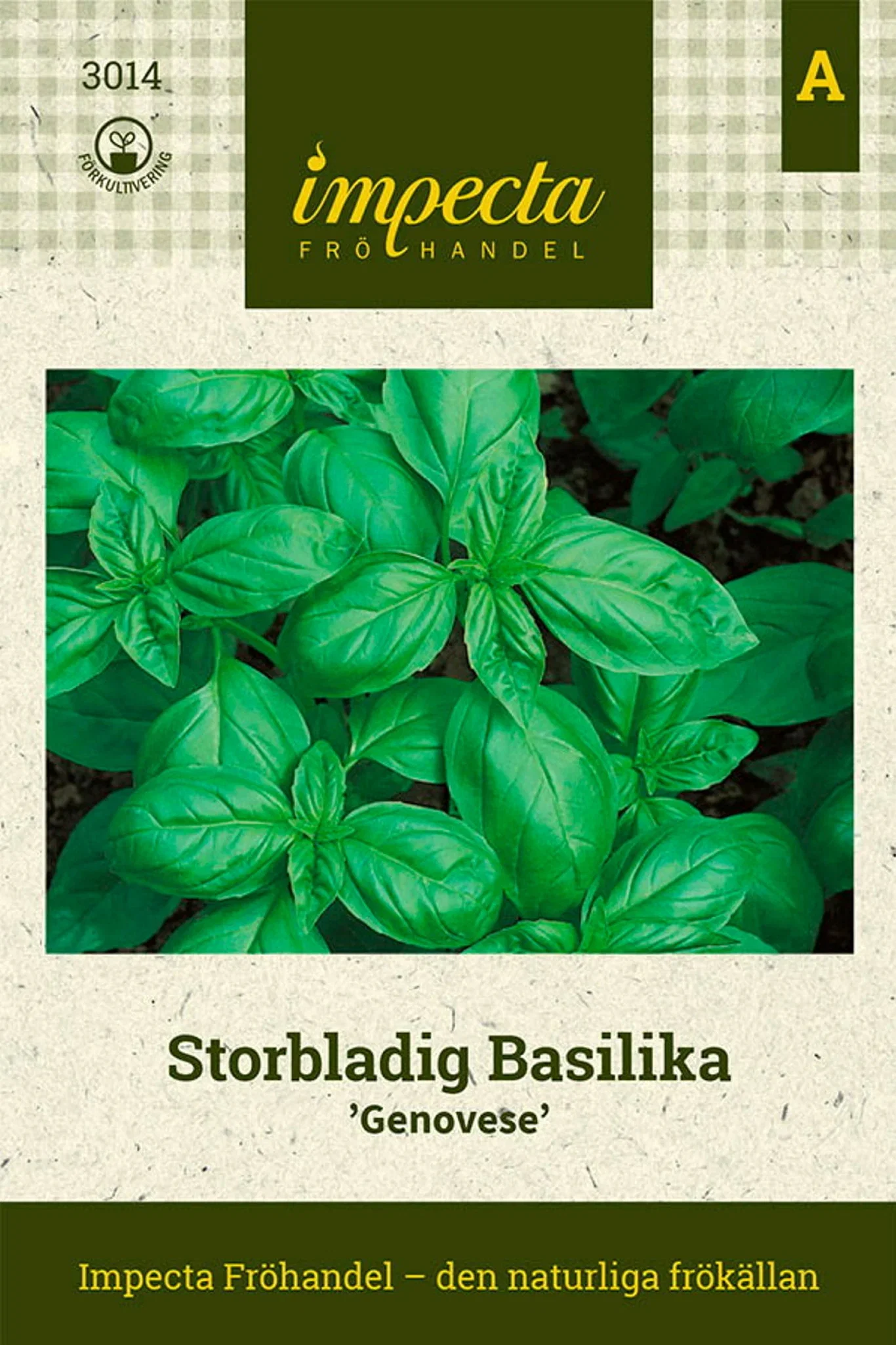 Storbladig Basilika 'Genovese'