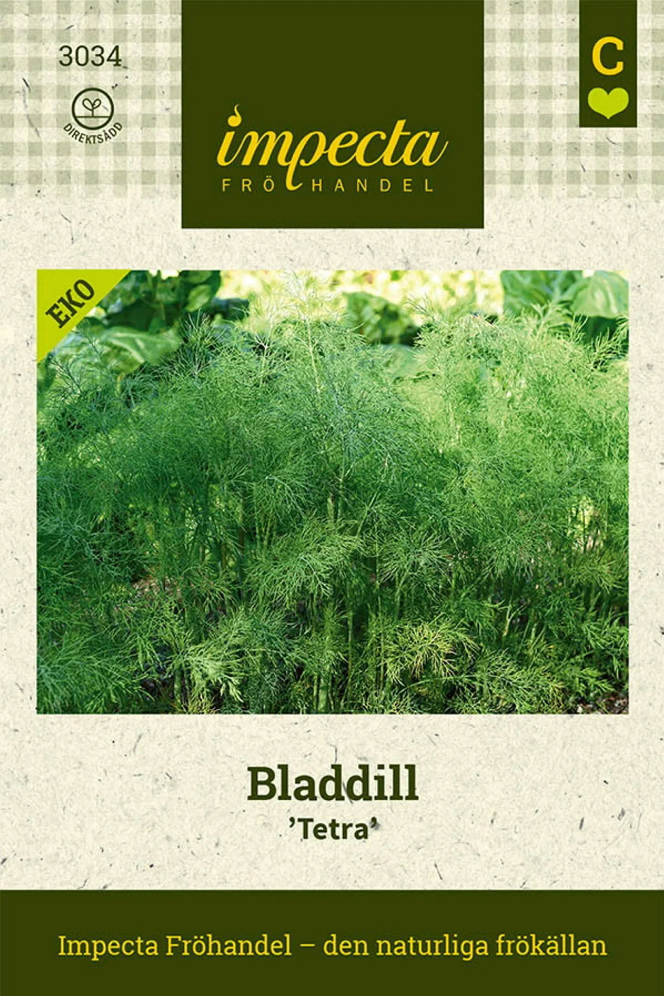 Anethum graveolens 'Tetra'