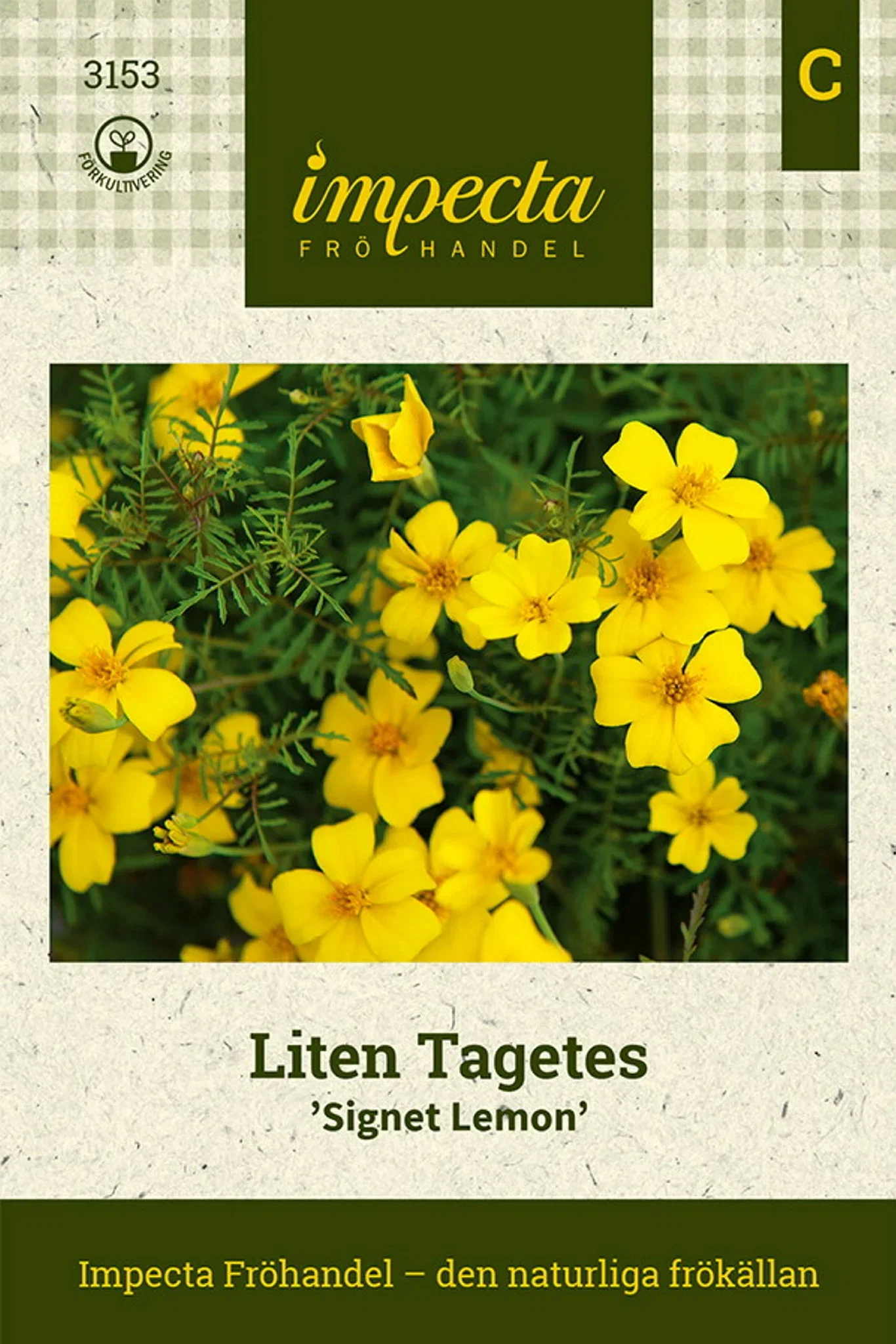 Tagetes tenuifolia 'Signet Lemon'