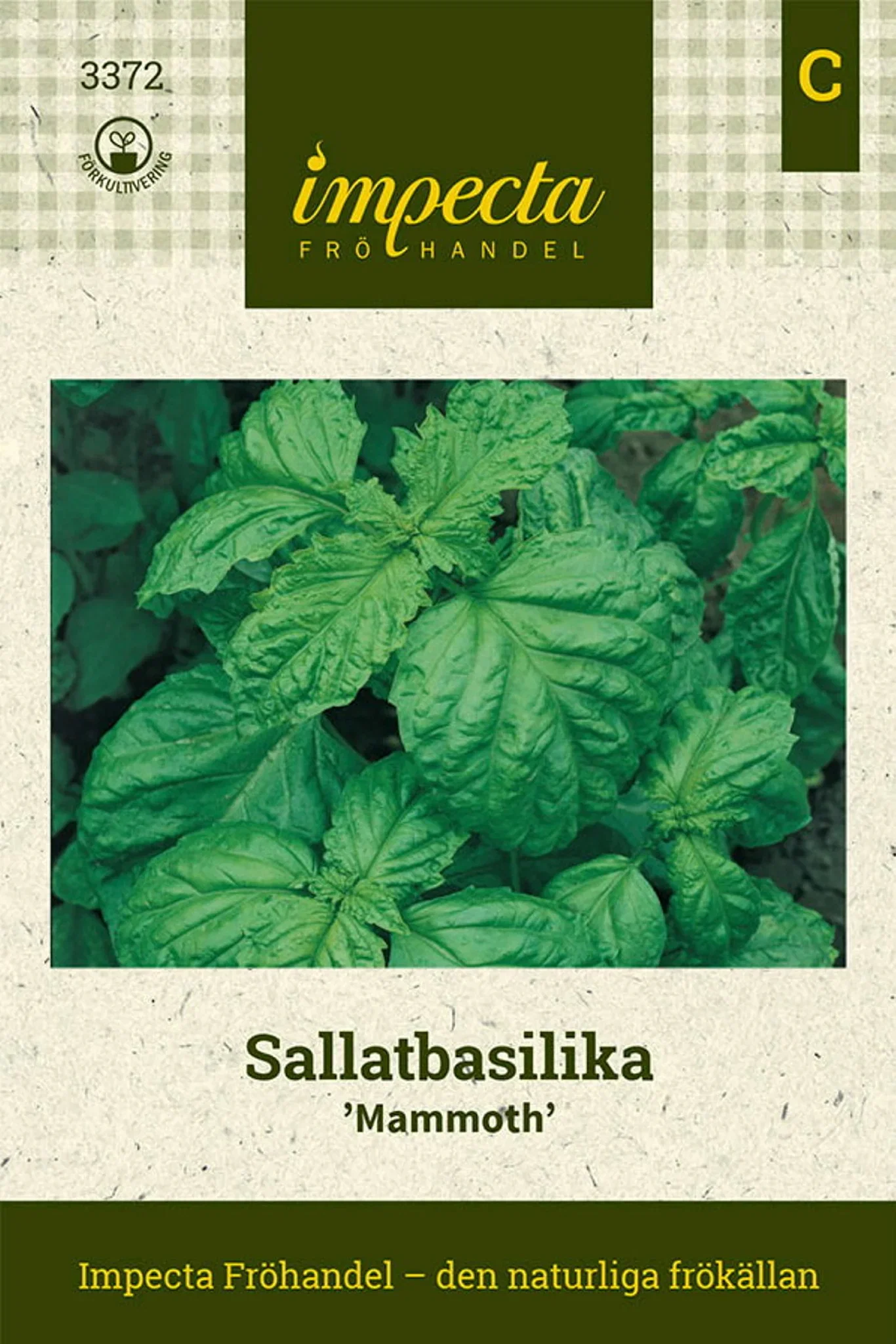 Sallatbasilika 'Mammoth'