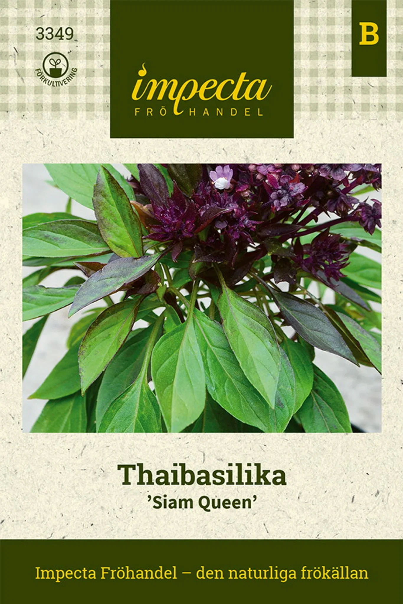 Ocimum basilicum 'Siam Queen'