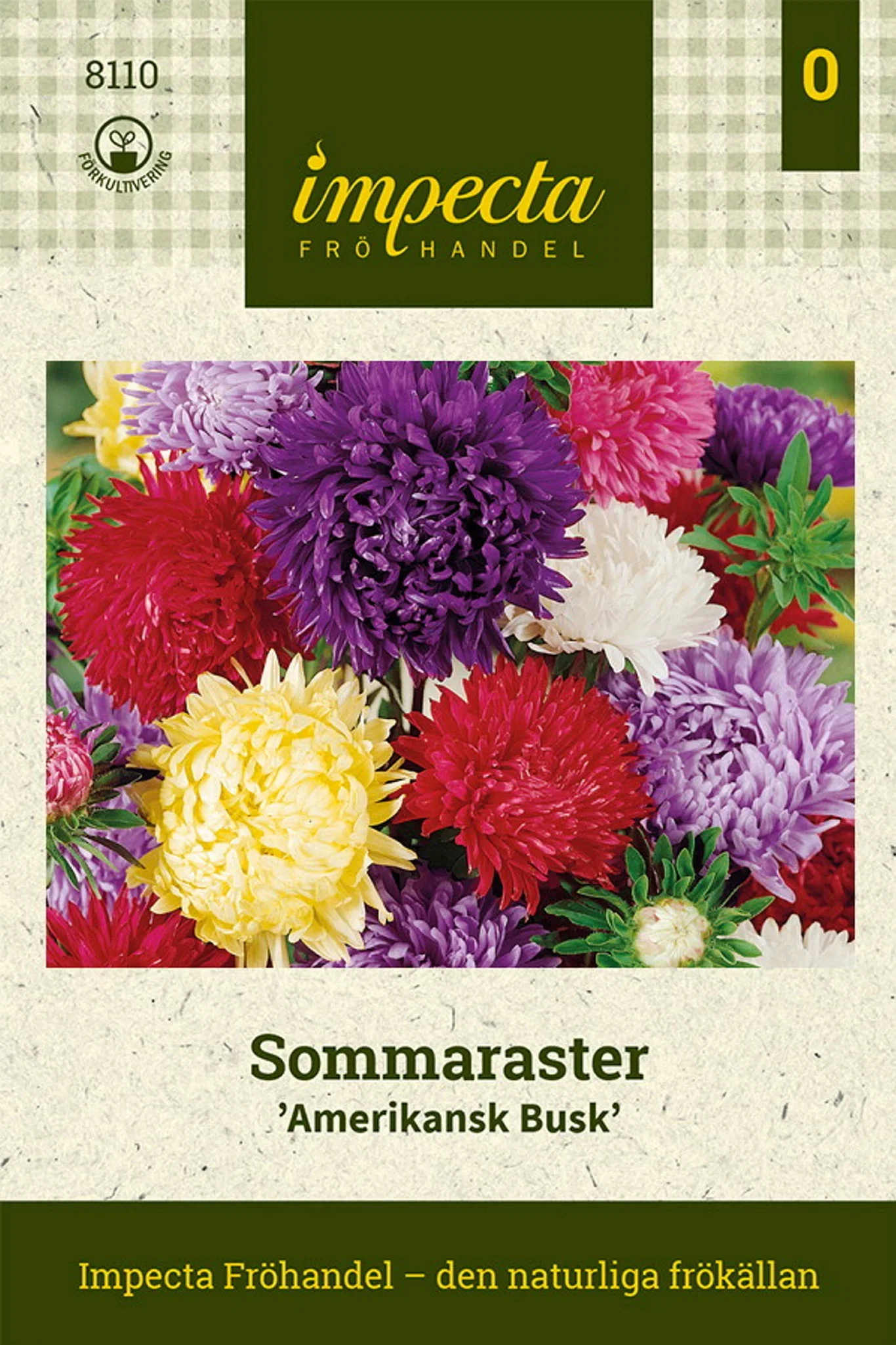 Callistephus chinensis 'Amerikansk Busk'