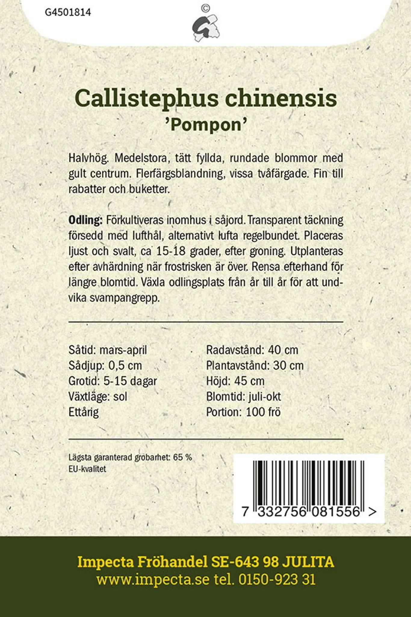 Sommaraster 'Pompon'