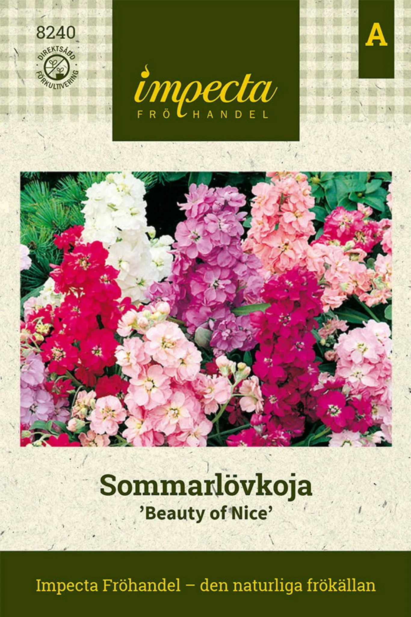 Sommarlövkoja 'Beauty Of Nice'