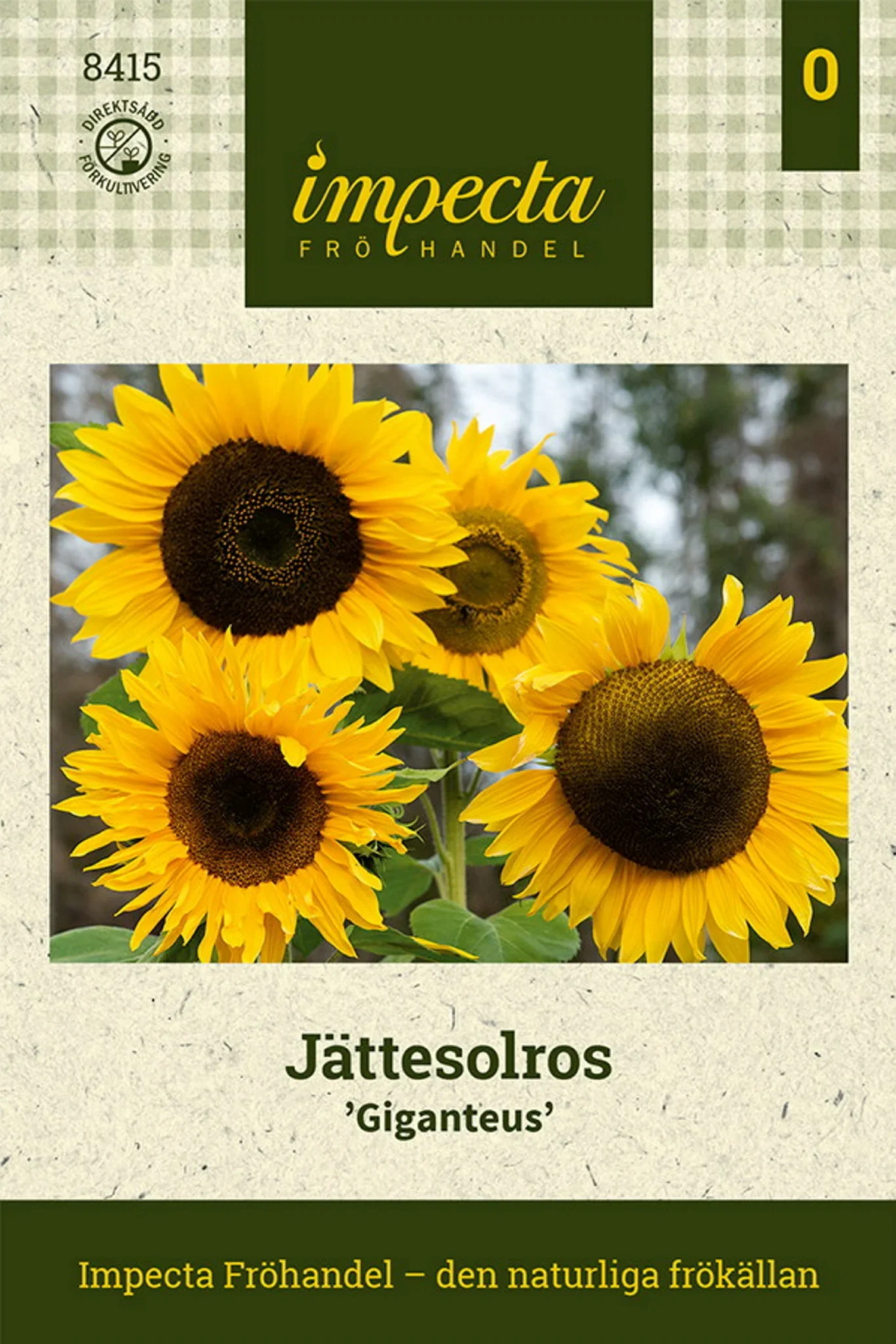 Helianthus annuus 'Giganteus'