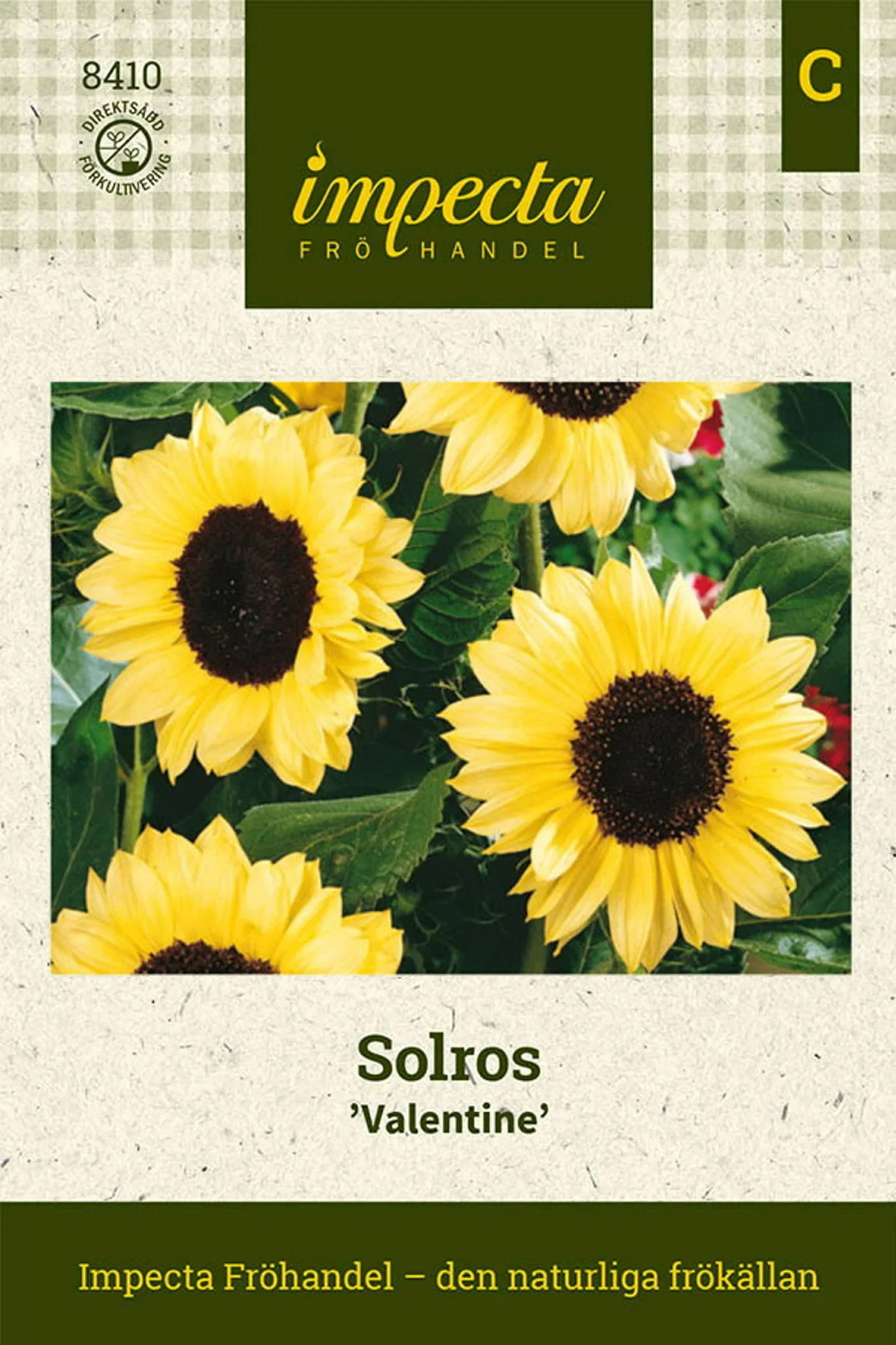 Helianthus annuus 'Valentine'