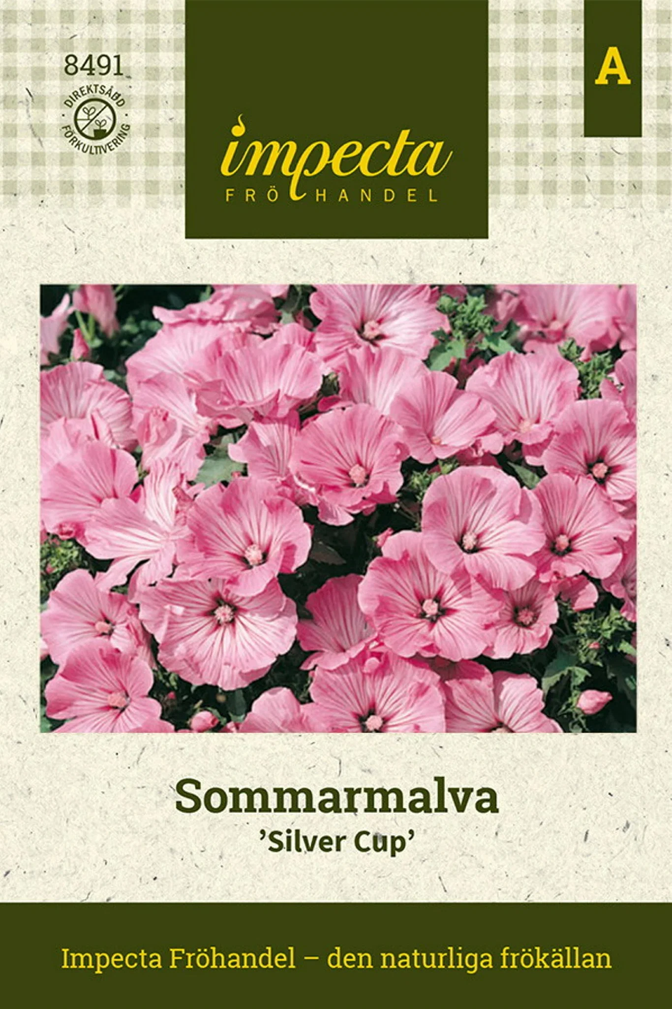 Malva trimestris 'Silver Cup'