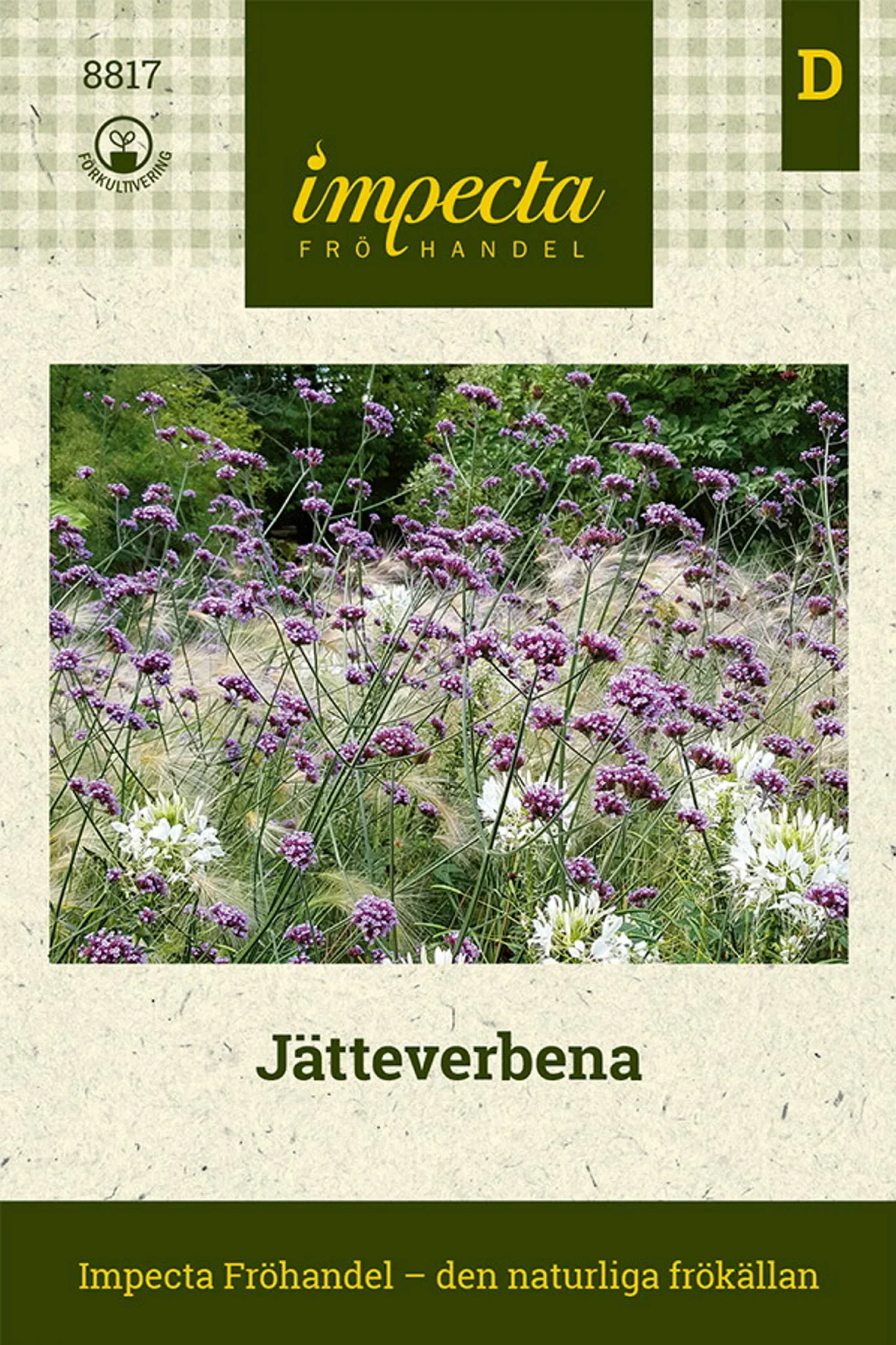 Verbena bonariensis