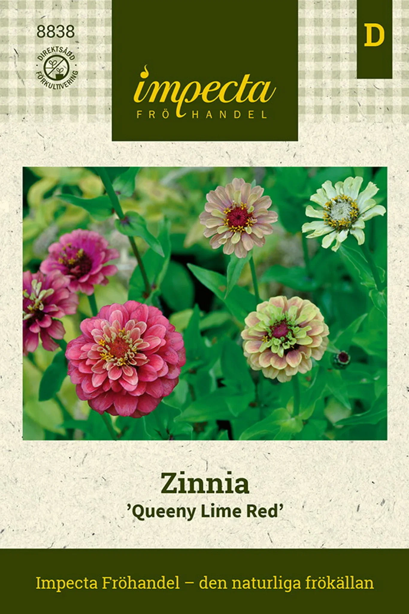 Zinnia elegans 'Queeny Lime Red'