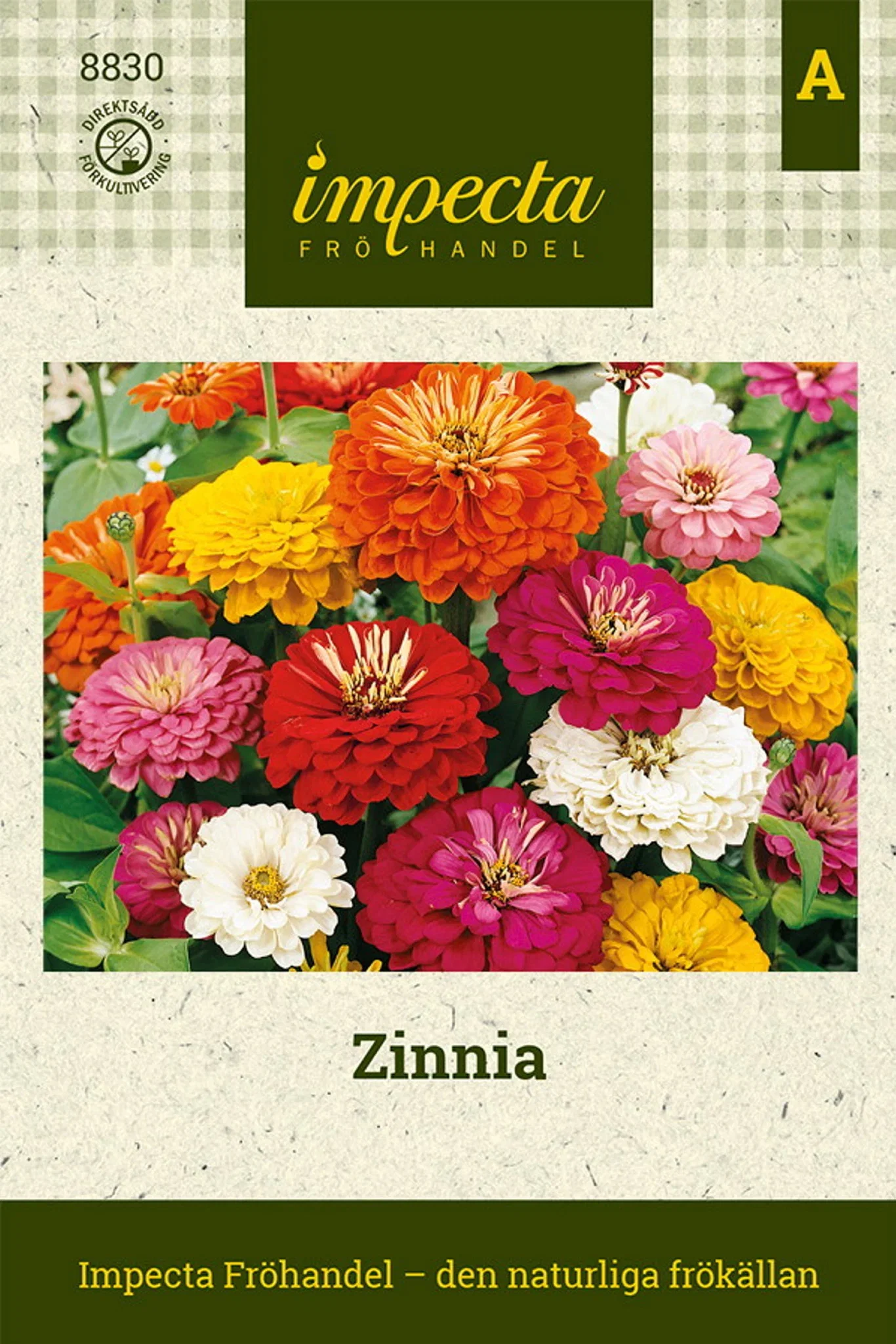 Zinnia elegans