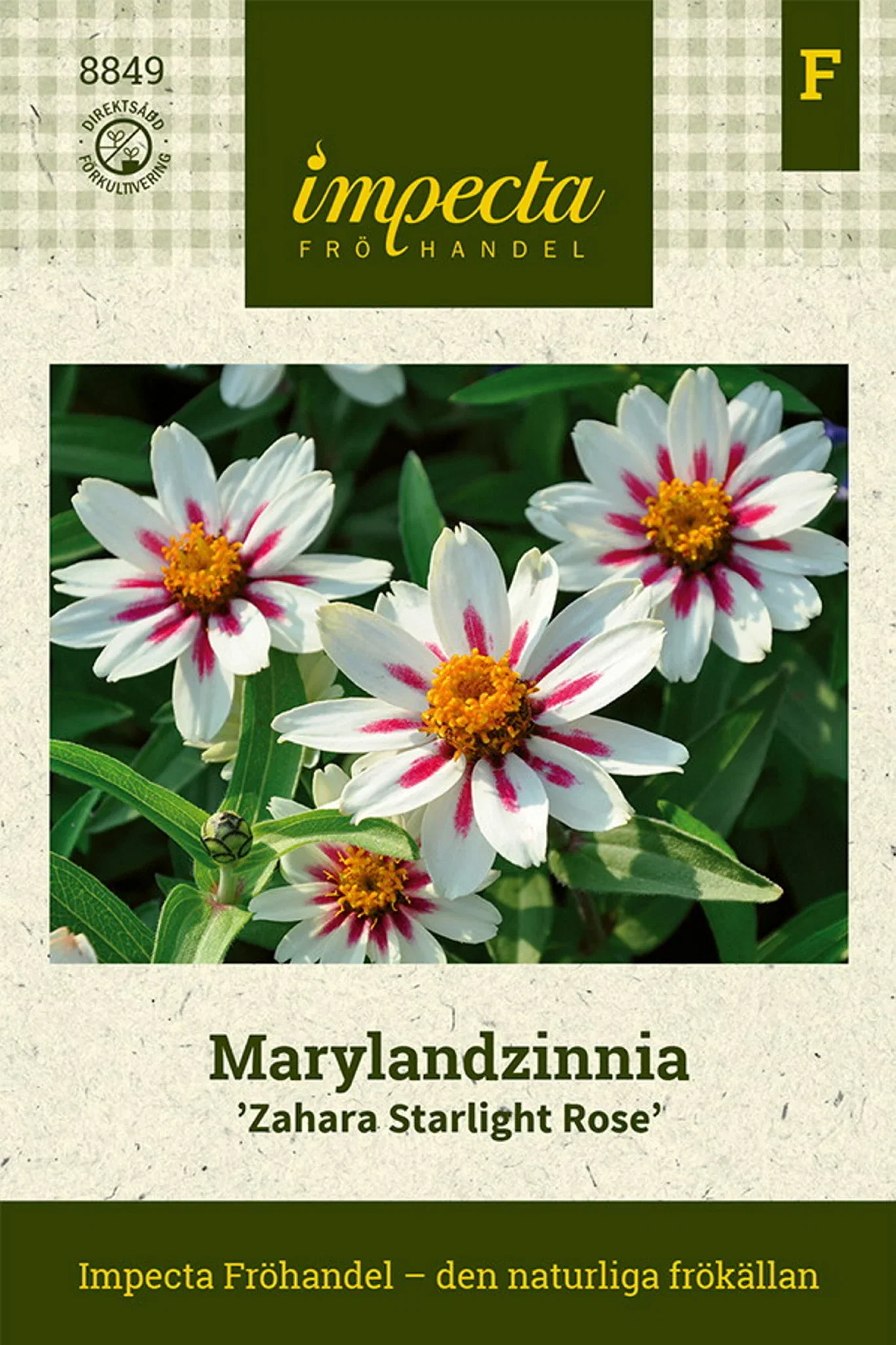 Zinnia marylandica 'Zahara Starlight Rose'