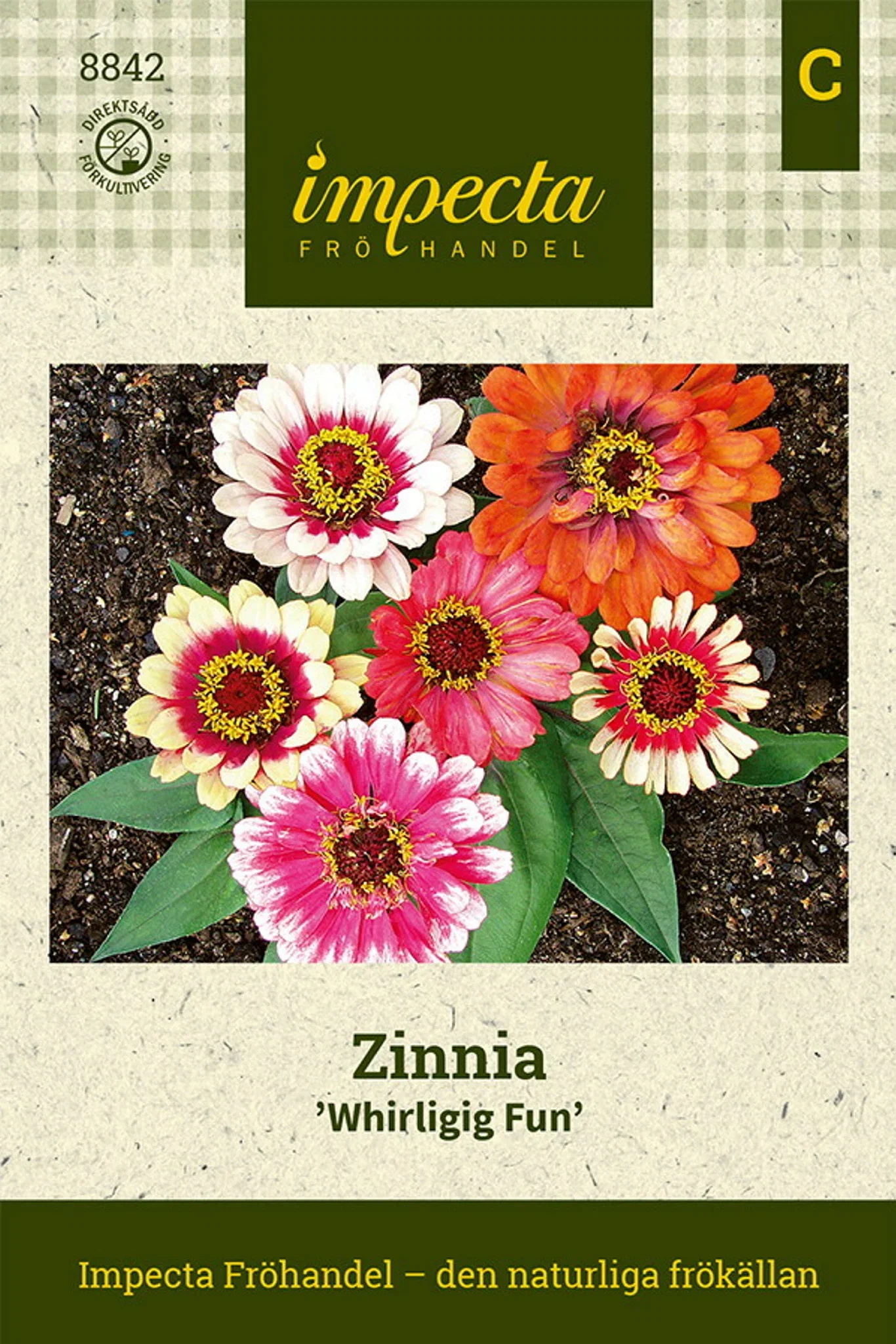 Zinnia elegans 'Whirligig Fun'