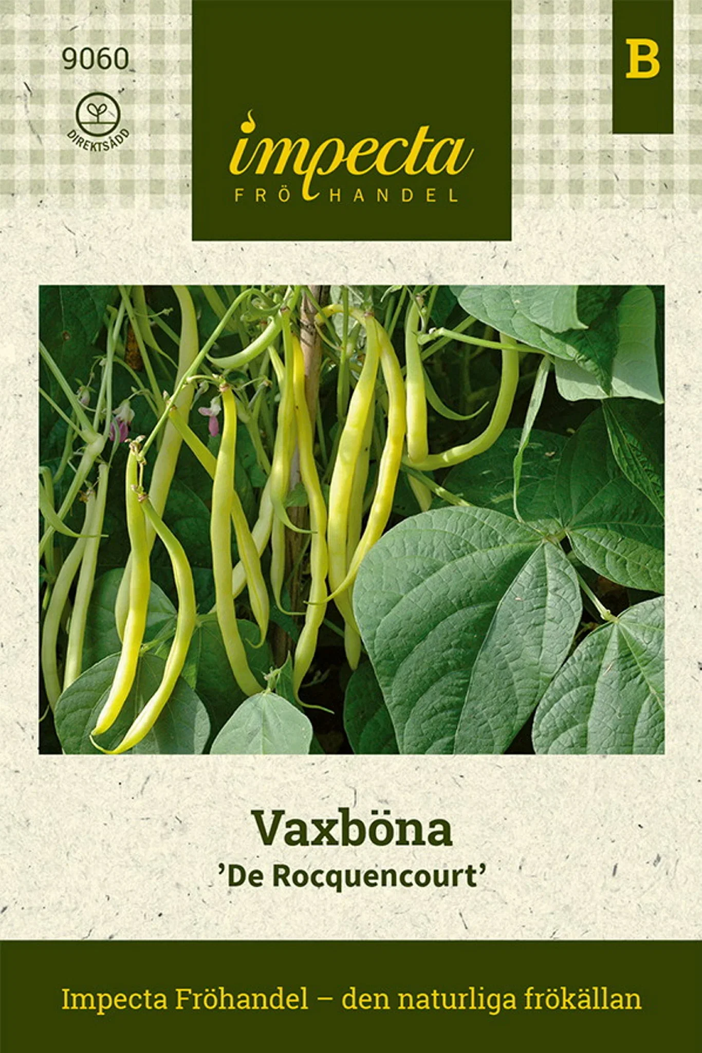 Phaseolus vulgaris 'De Rocquencourt'