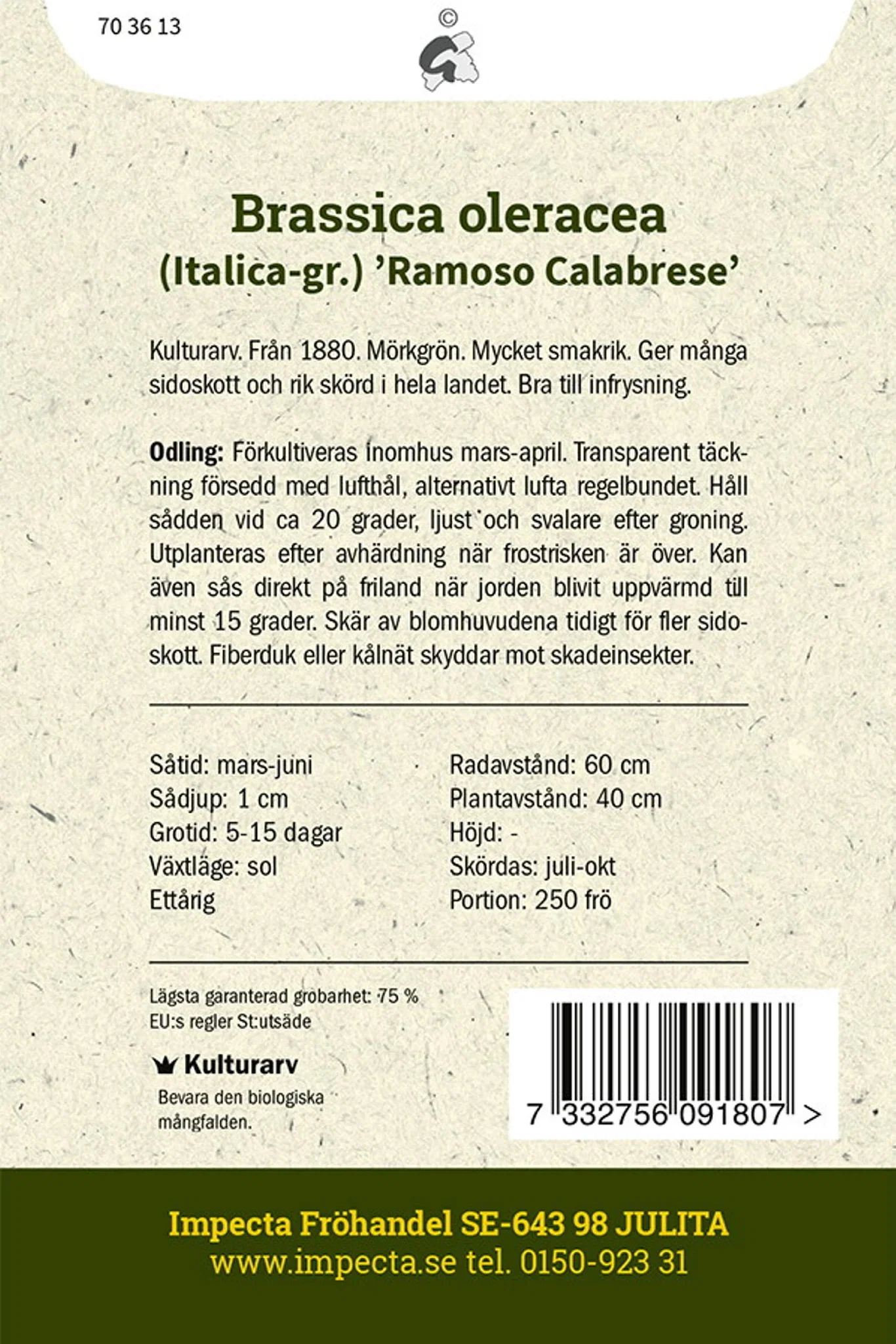 Broccoli 'Ramoso Calabrese'