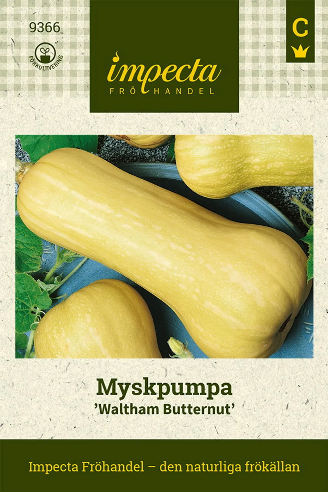 Cucurbita moschata 'Waltham Butternut'