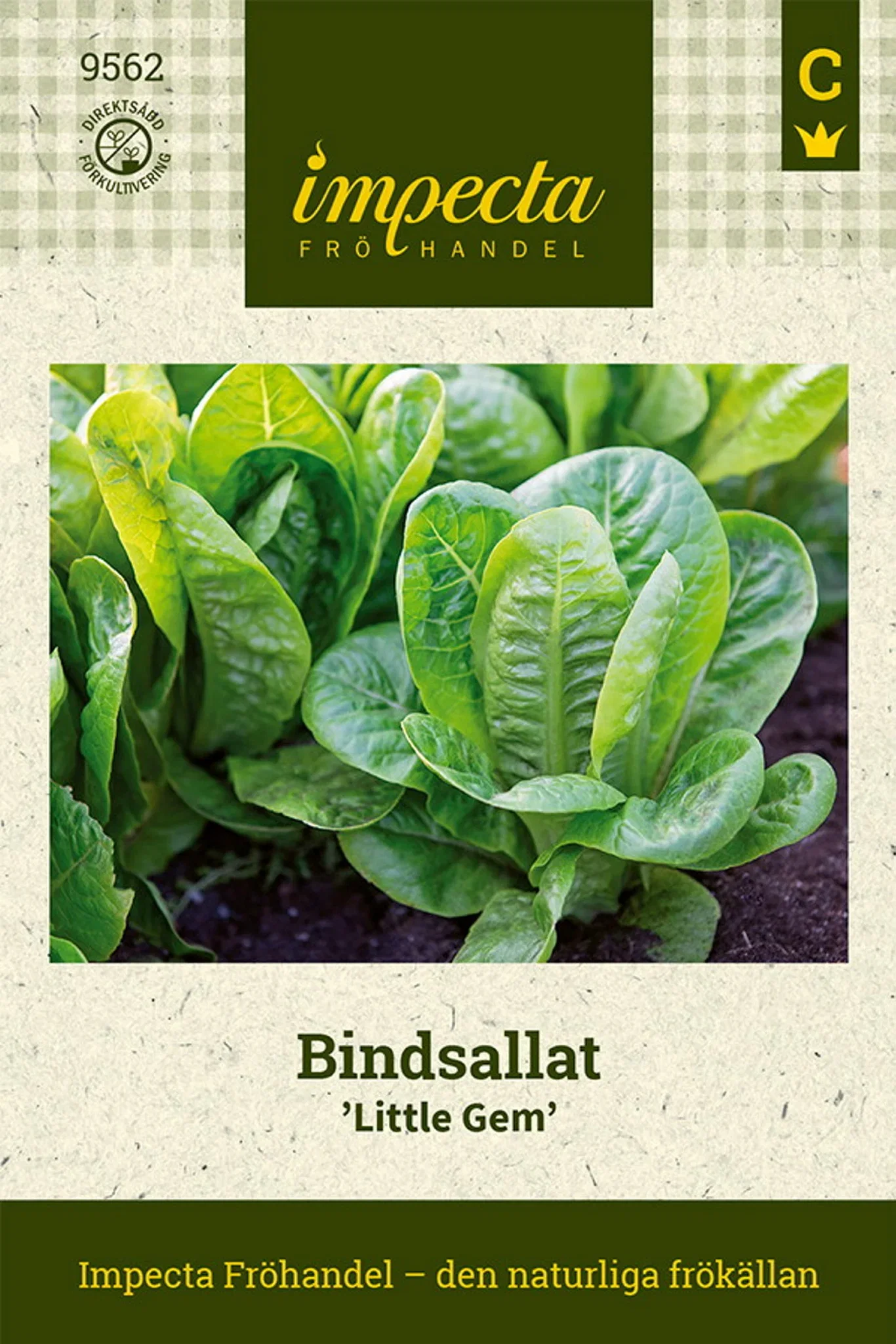 Lactuca sativa 'Little Gem'