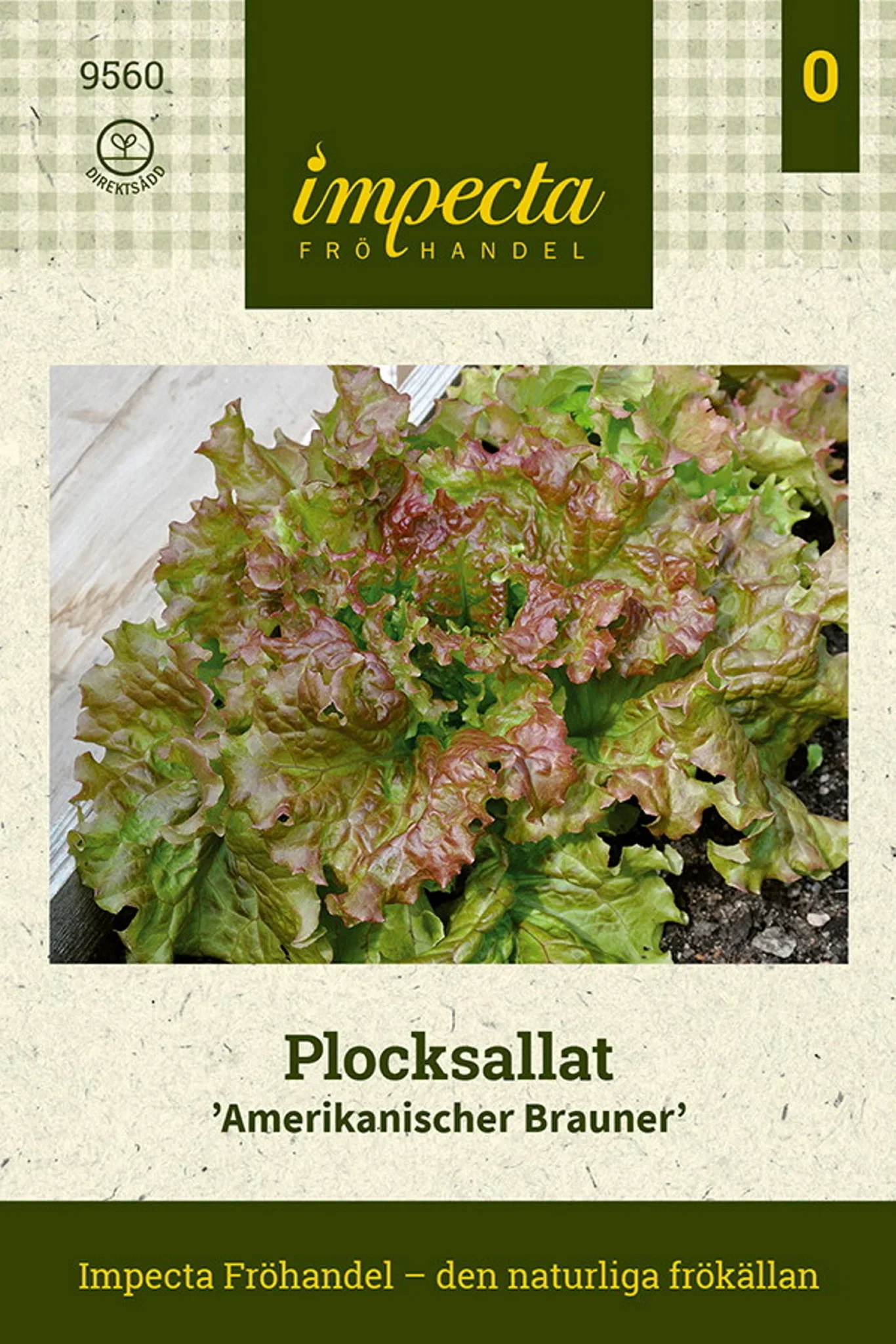 Lactuca sativa 'Amerikanischer Brauner'
