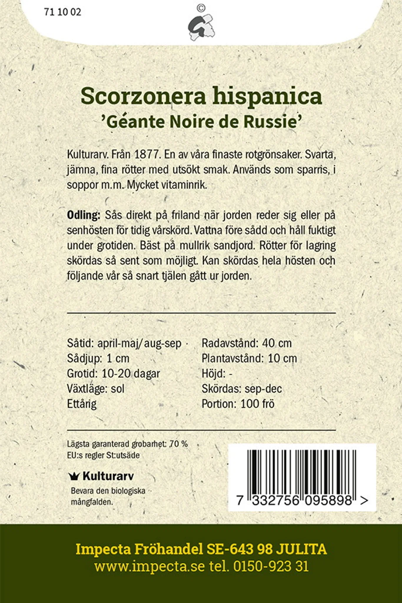 Scorzonera hispanica 'Géante Noire de Russie'