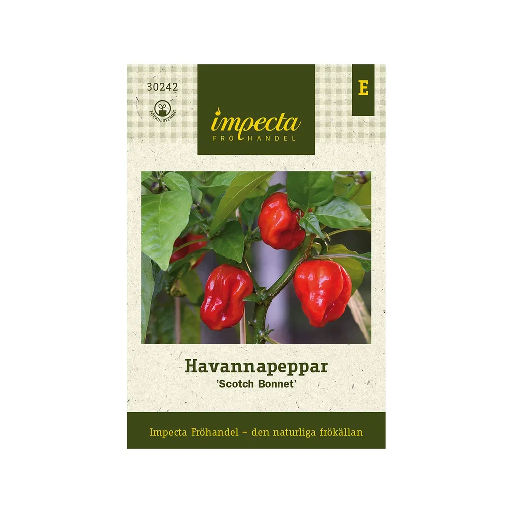 Havannapeppar 'Scotch Bonnet'