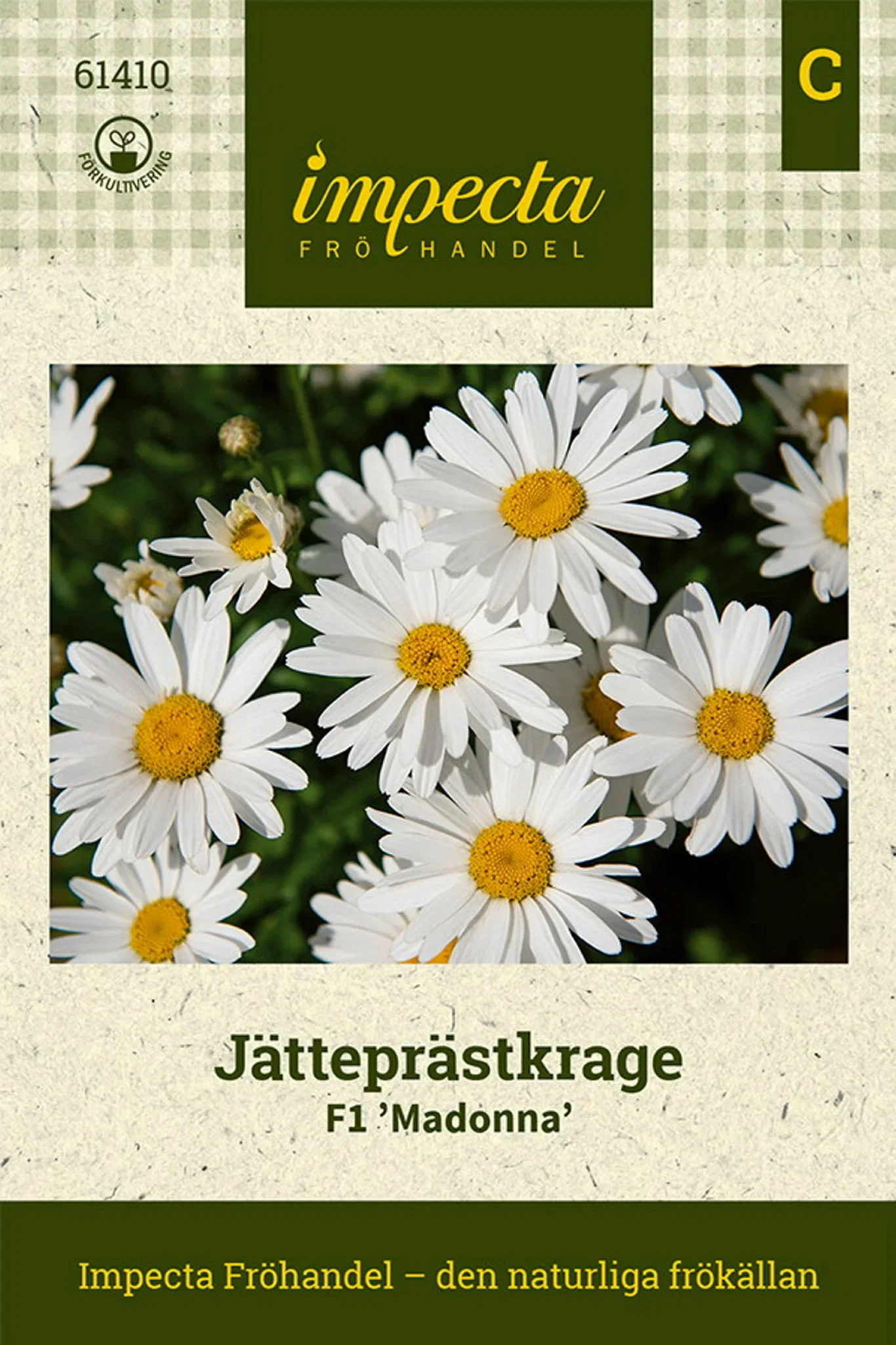 Leucanthemum x superbum F1 'Madonna'