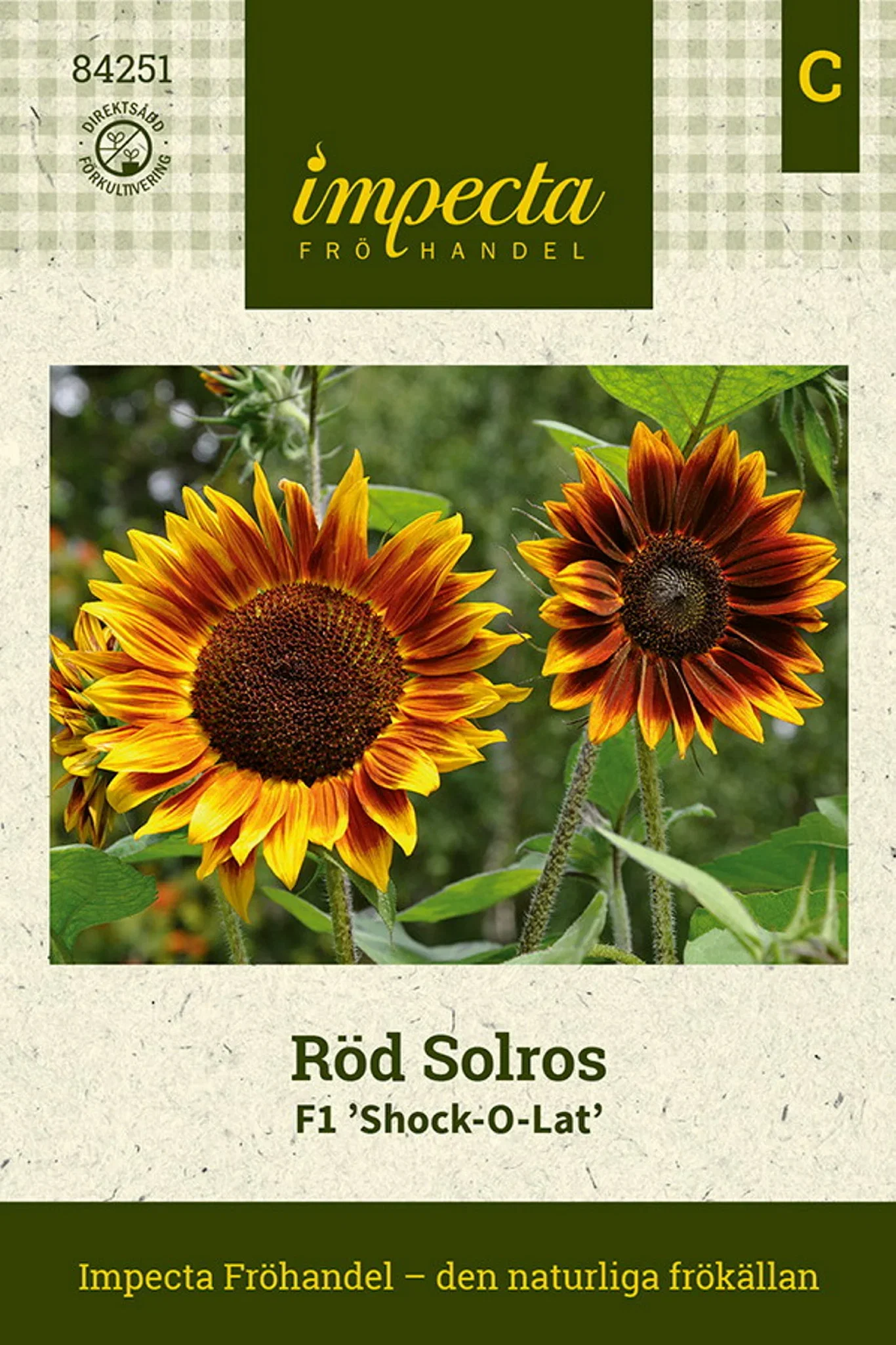Helianthus annuus F1 'Shock-O-Lat'