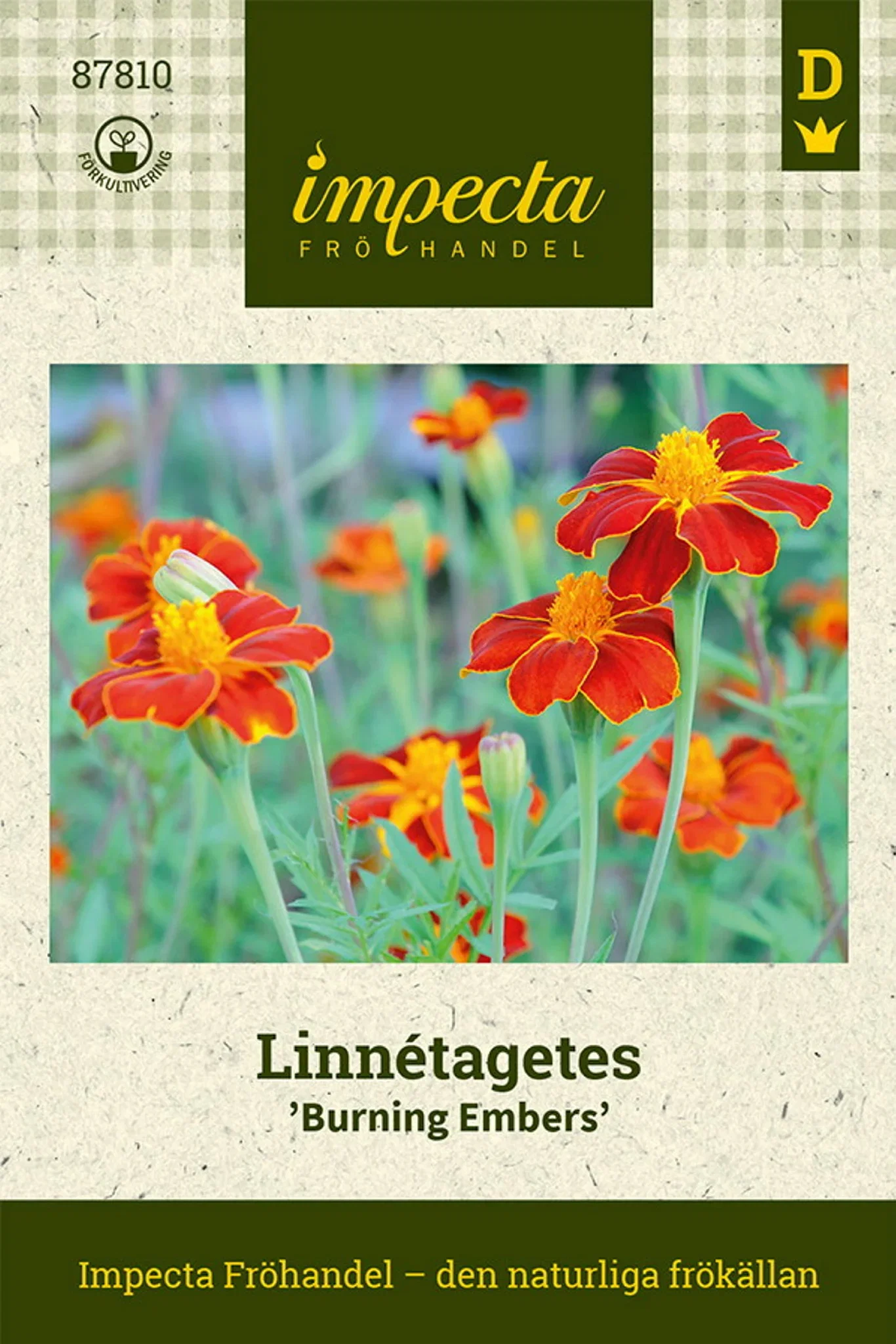 Tagetes linnaeus 'Burning Embers'