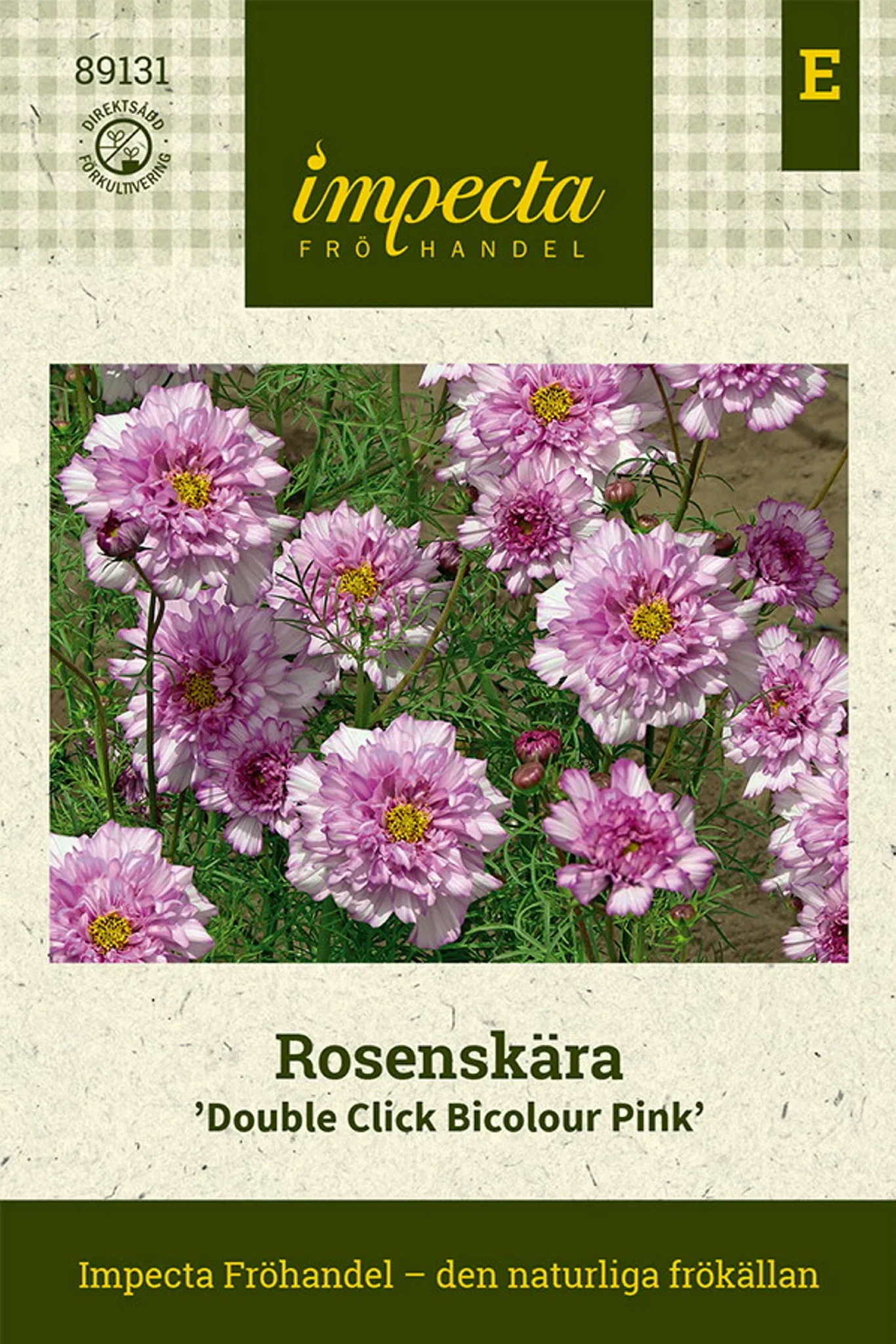 Cosmos bipinnatus 'Double Click Bicolour Pink'