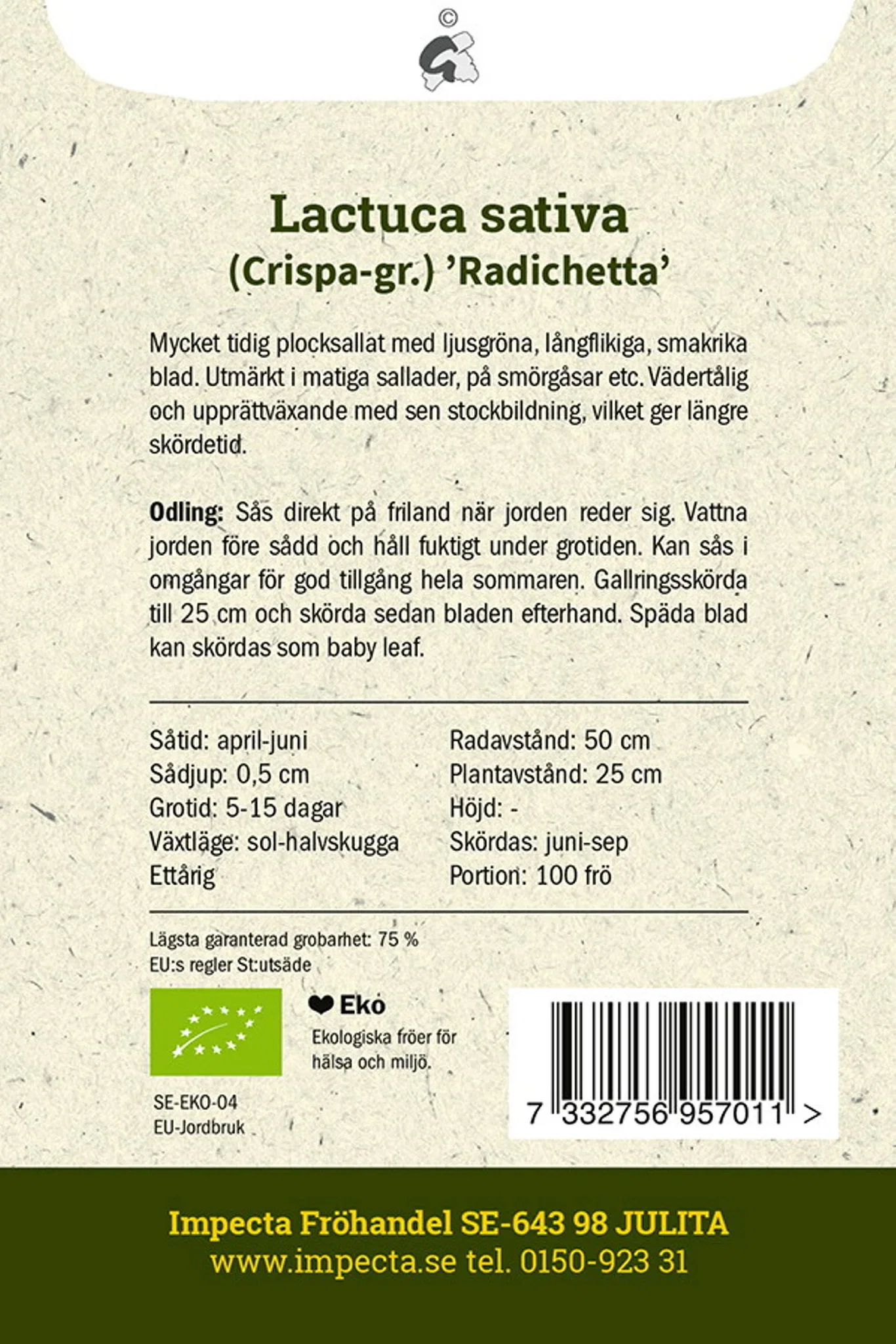 Lactuca sativa 'Radichetta'
