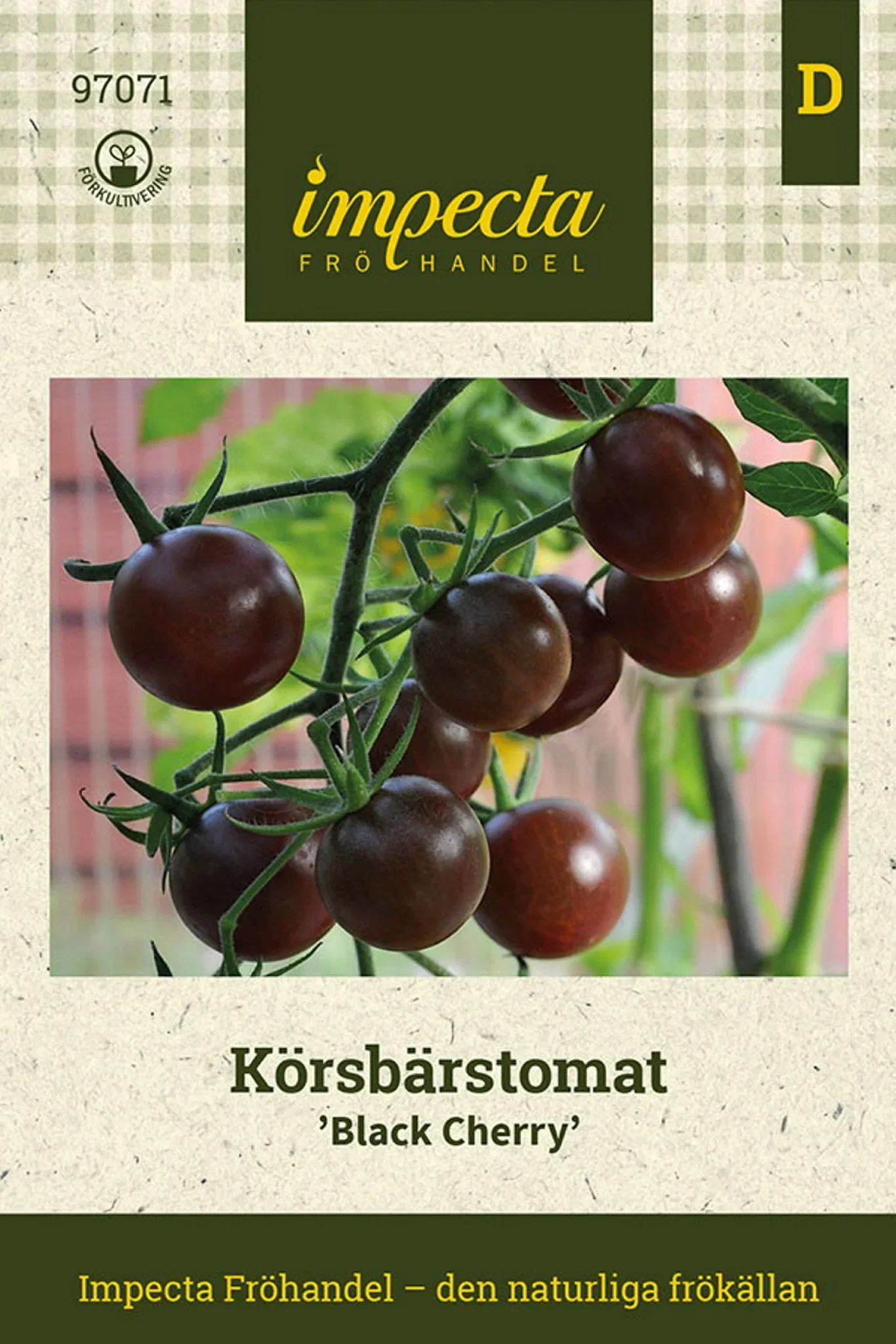 Solanum lycopersicum 'Black Cherry'
