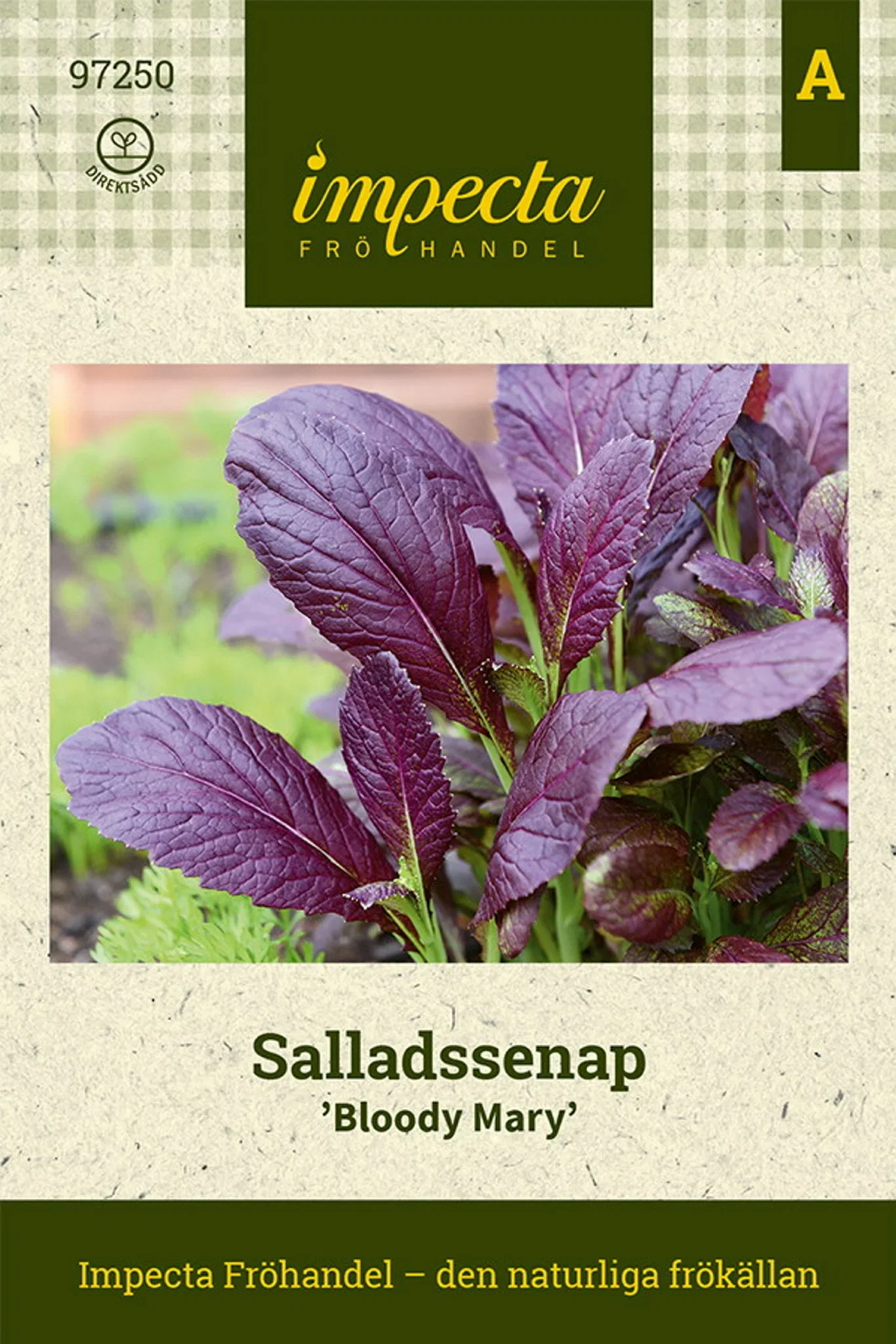 Brassica juncea 'Bloody Mary'