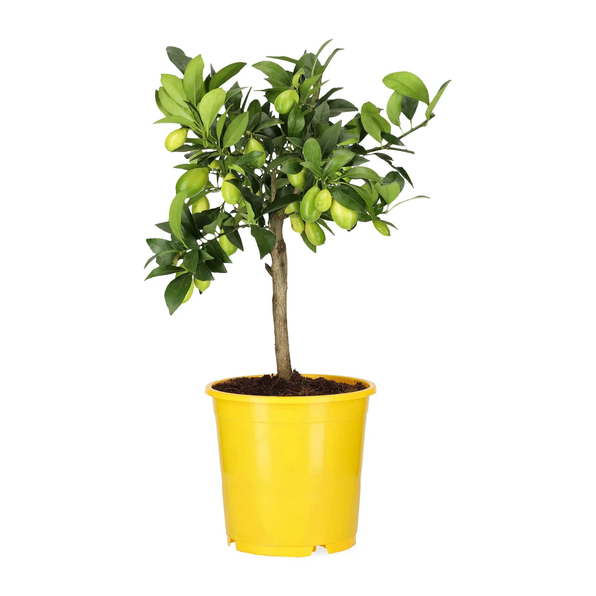 Citrus Limequat stem 21 cm