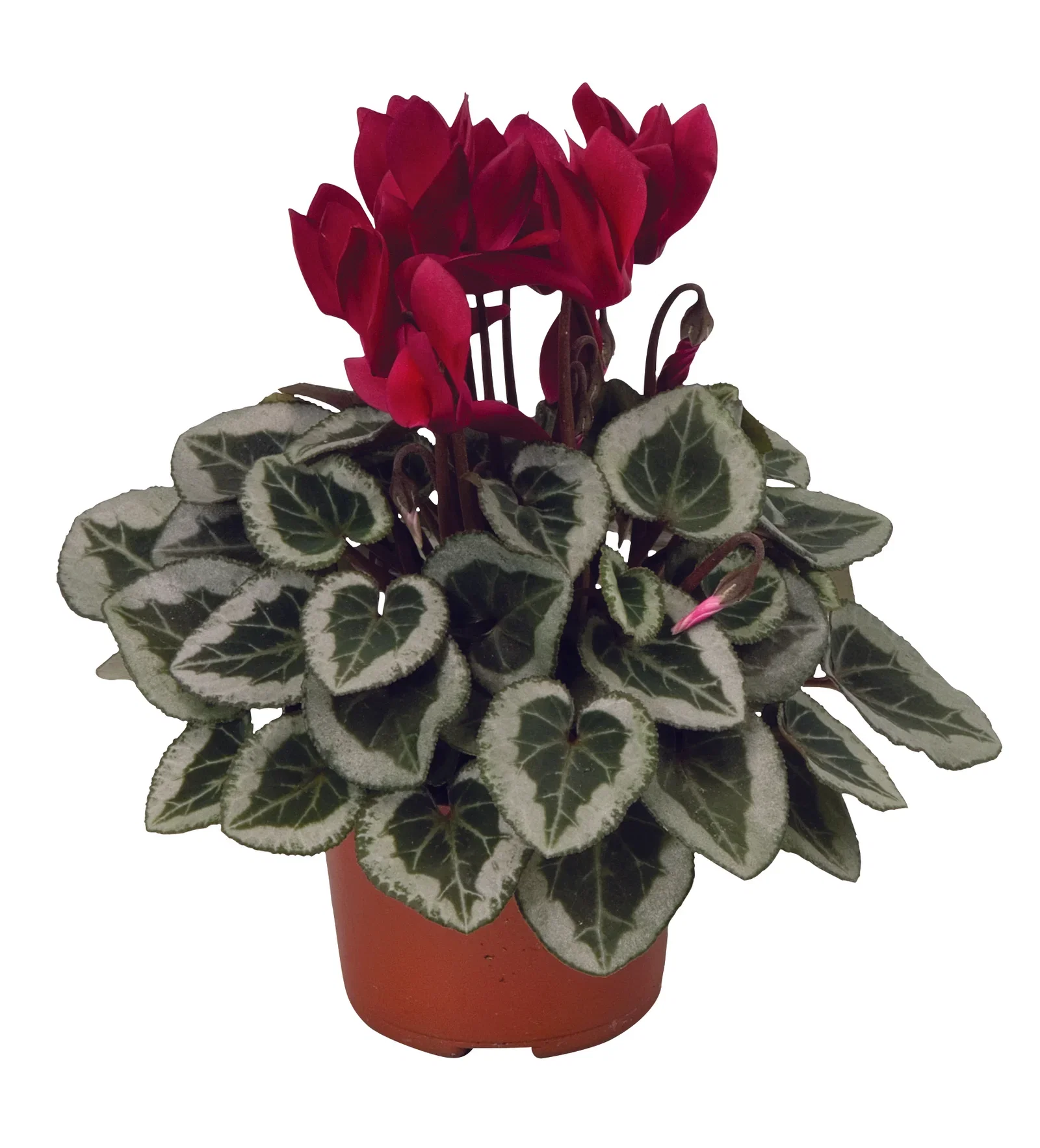 Cyclamen 'Silverado Wine' Red 10,5 cm
