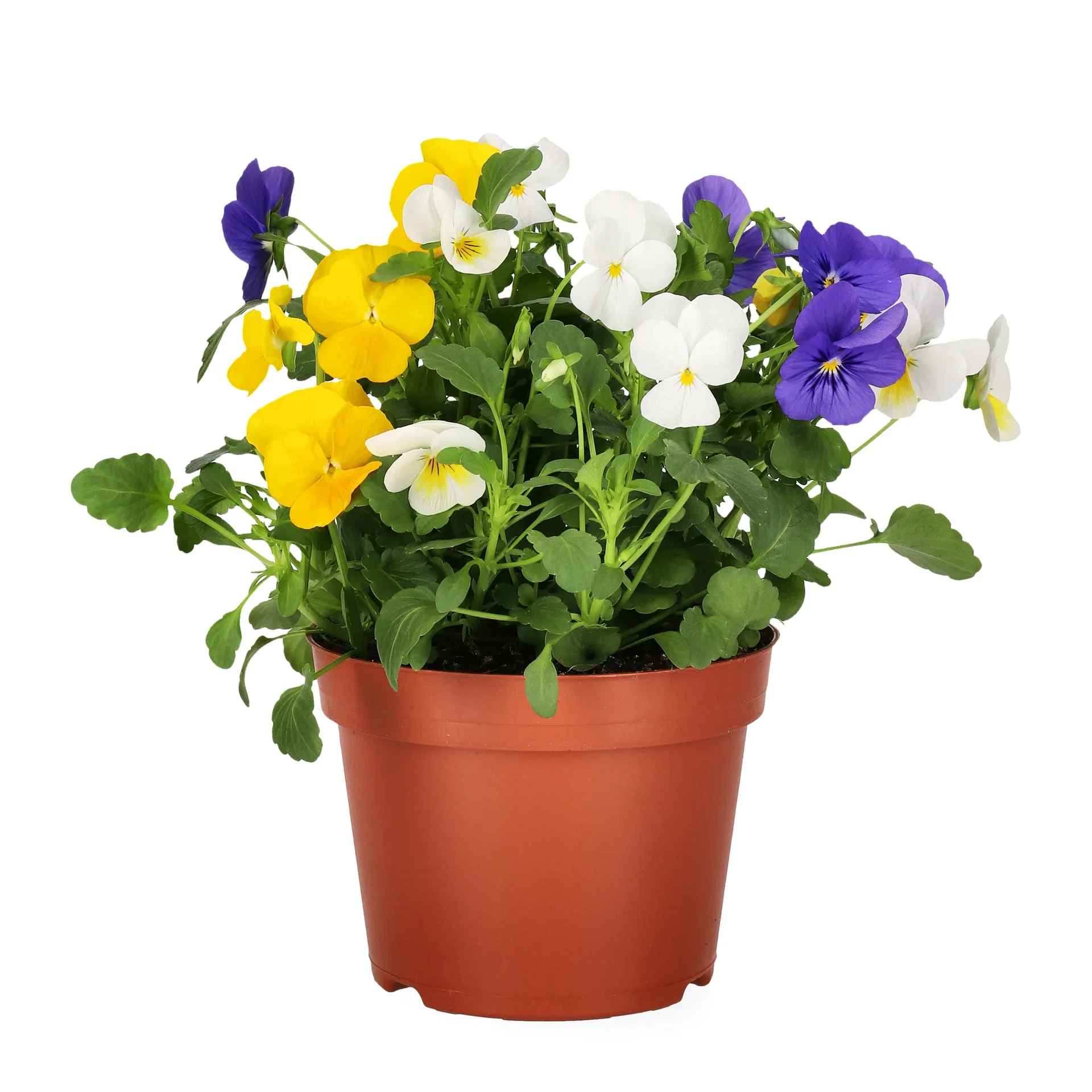 Viola small fl. Romantic G. 12 cm