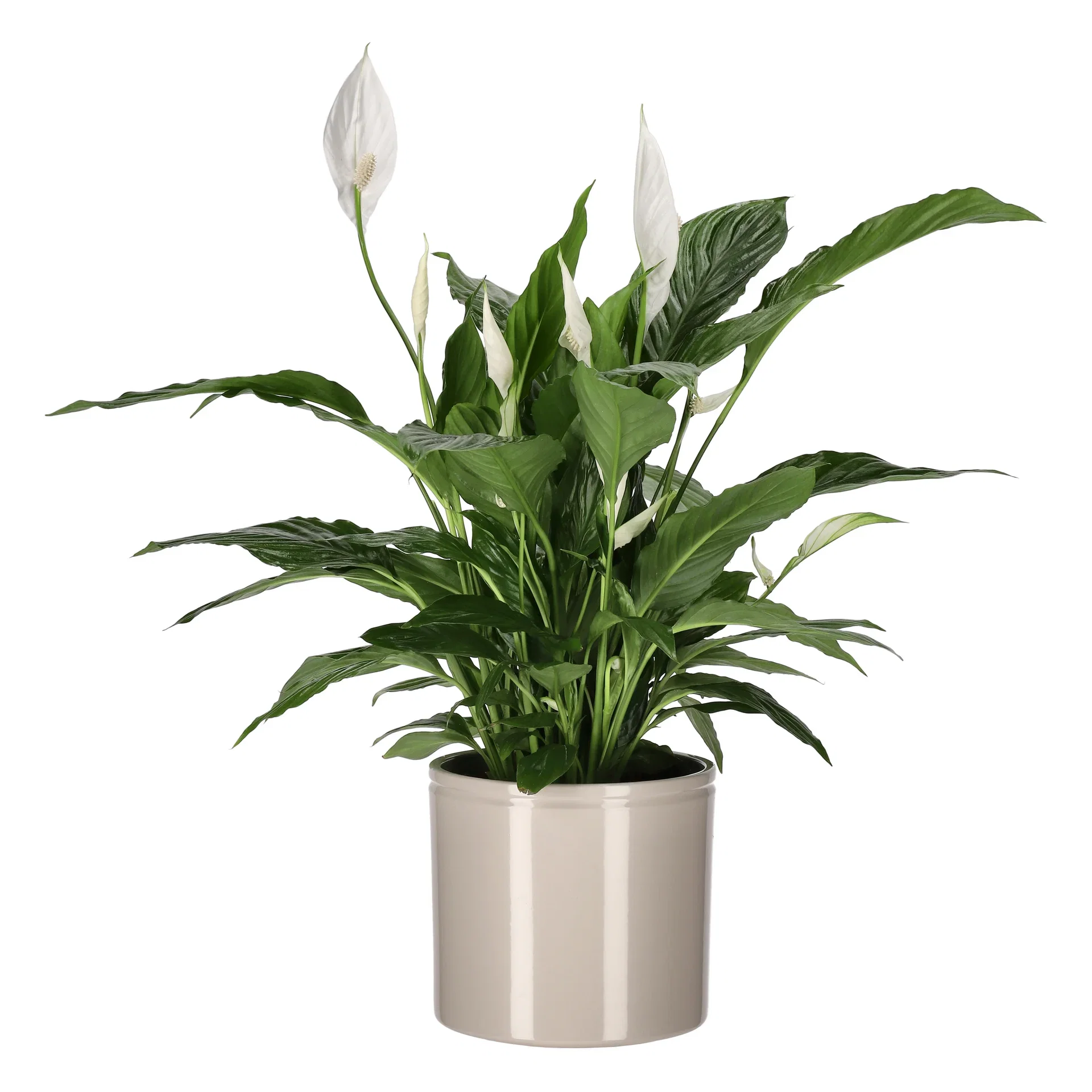 Ada pot D19,5 beige