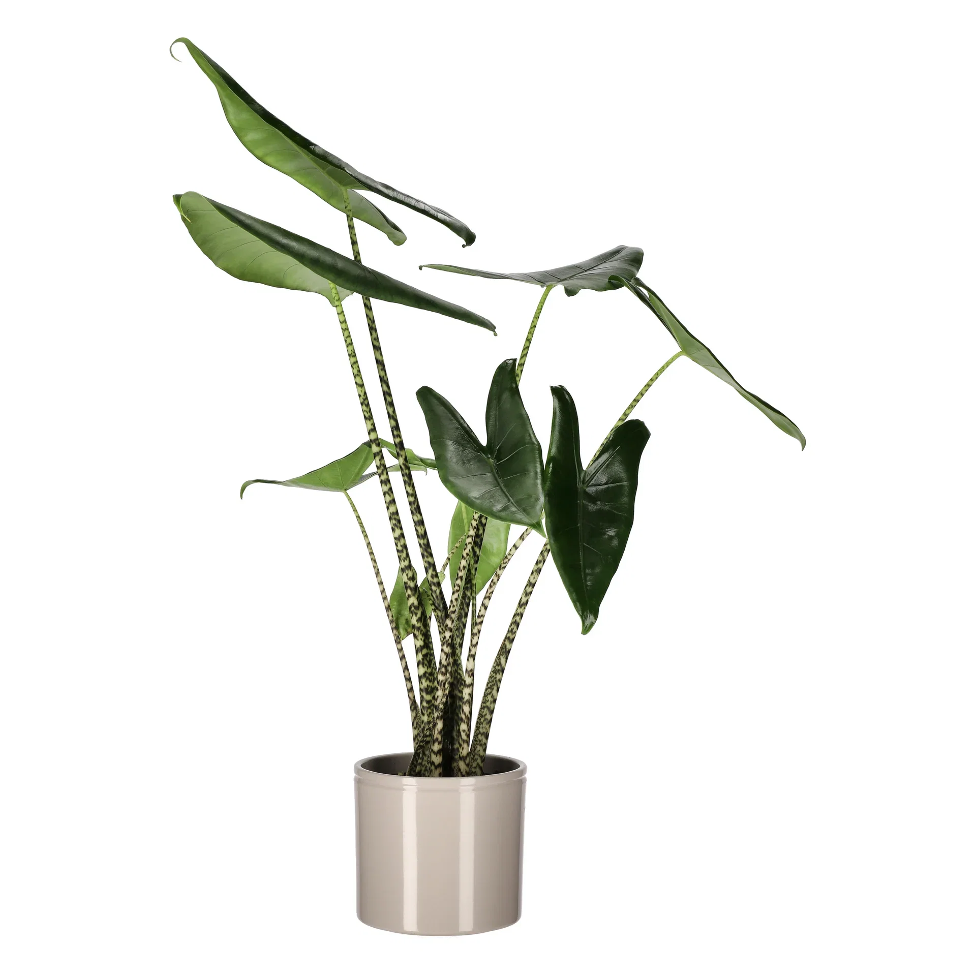 Ada pot D19,5 beige