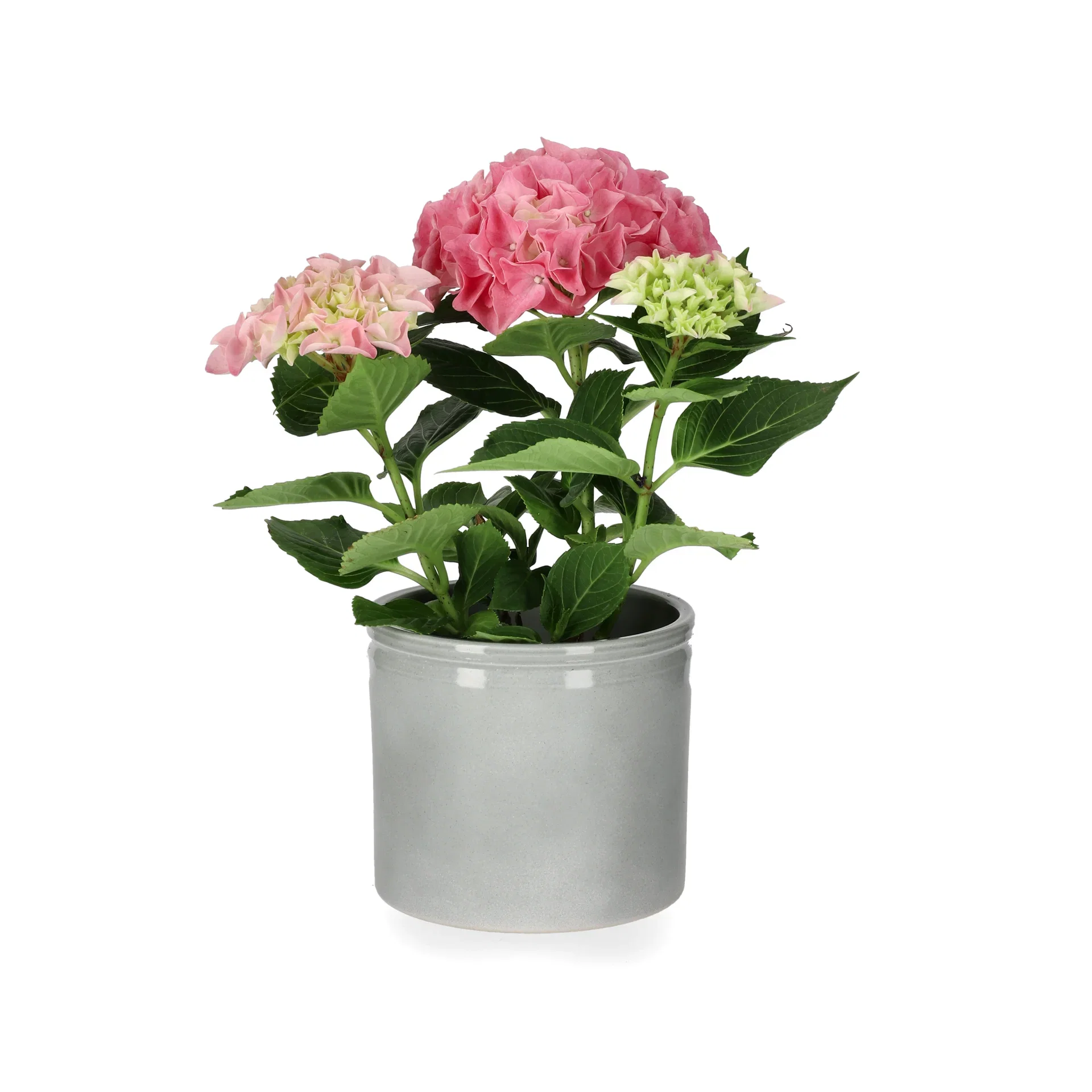 Ada pot D13 green
