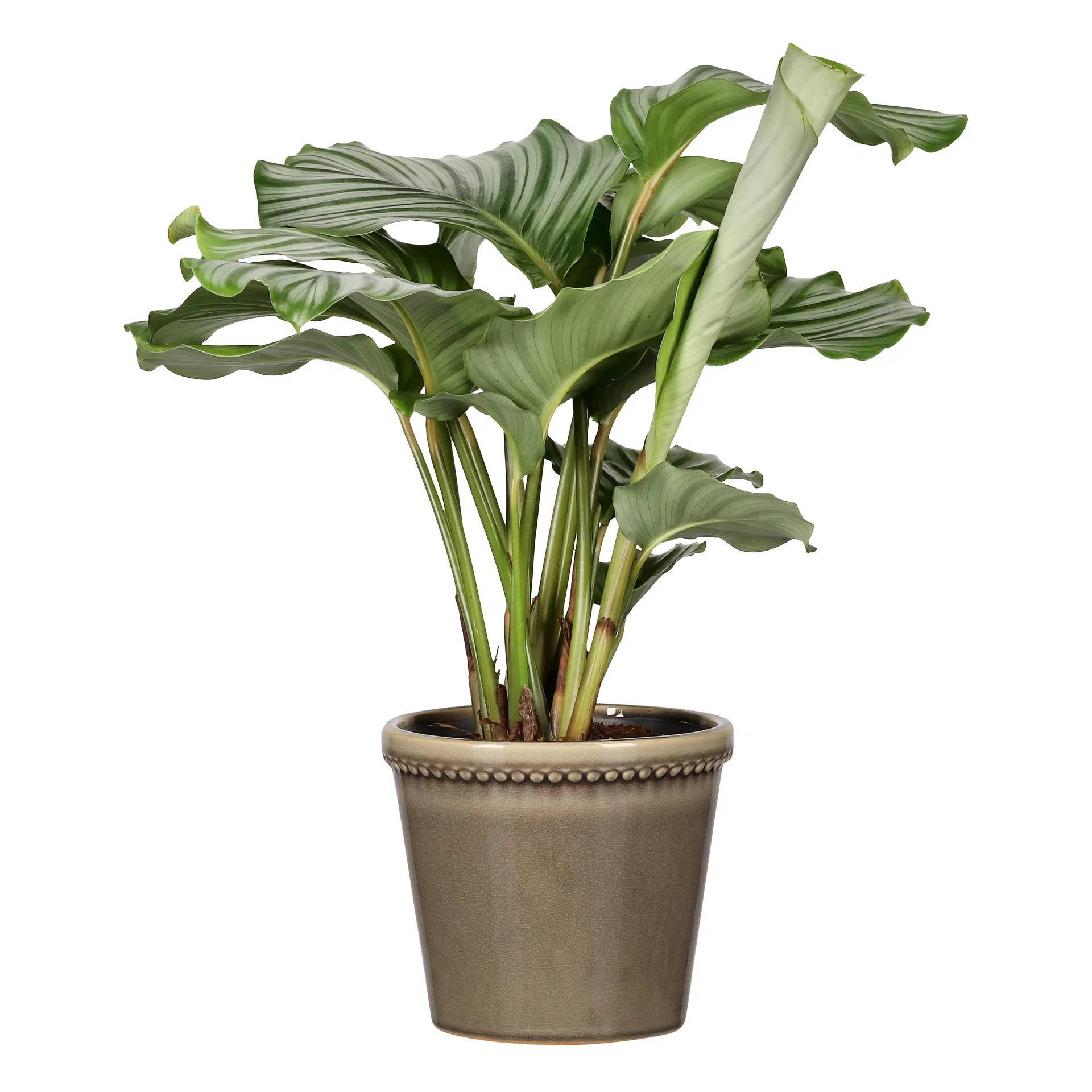 Elliot pot D20 grey