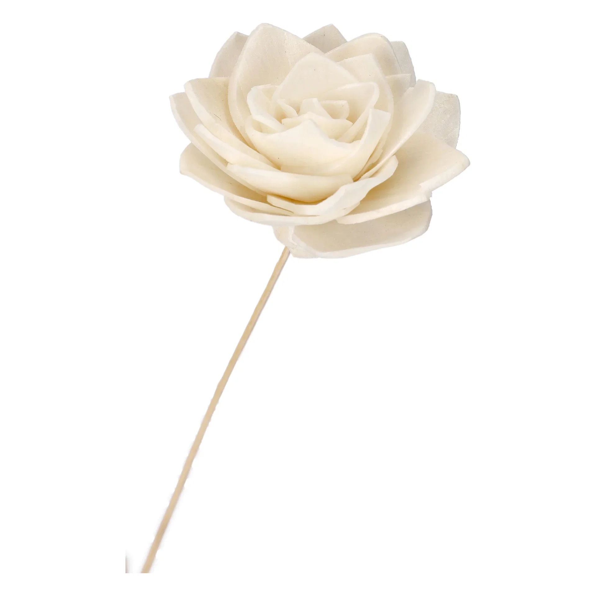 Pappersblomma näckros