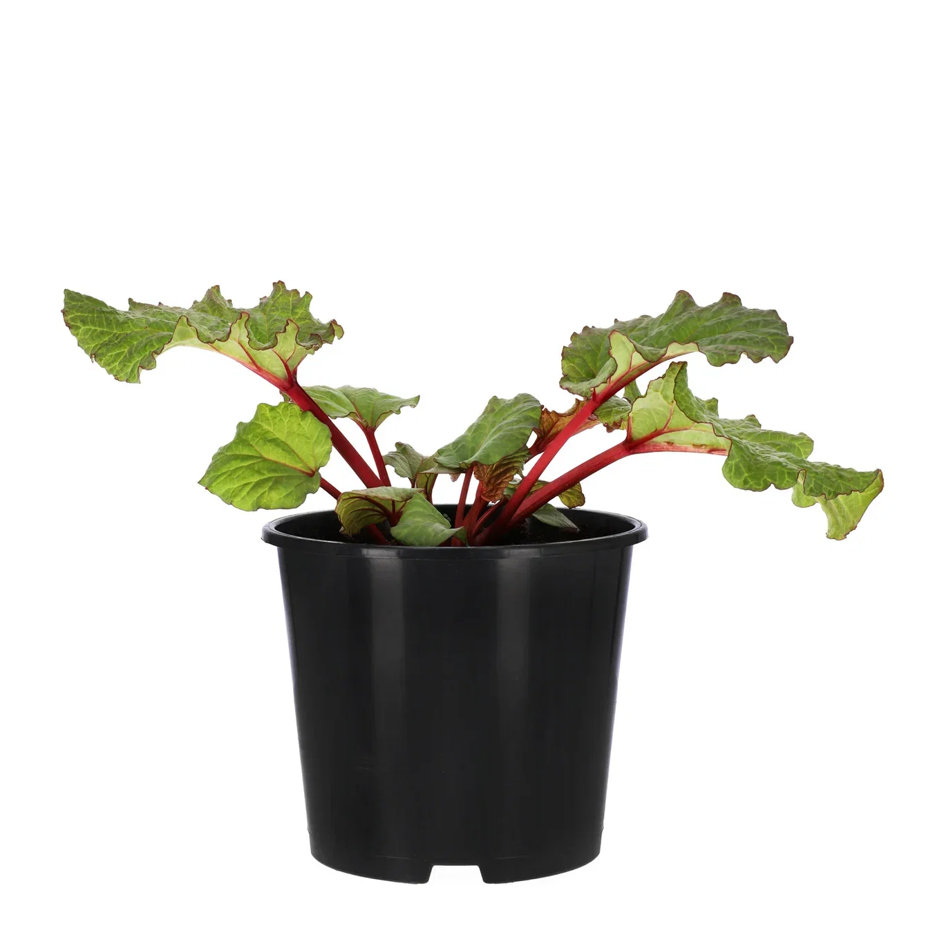 Rheum rhabarbarum Barbro E 2L