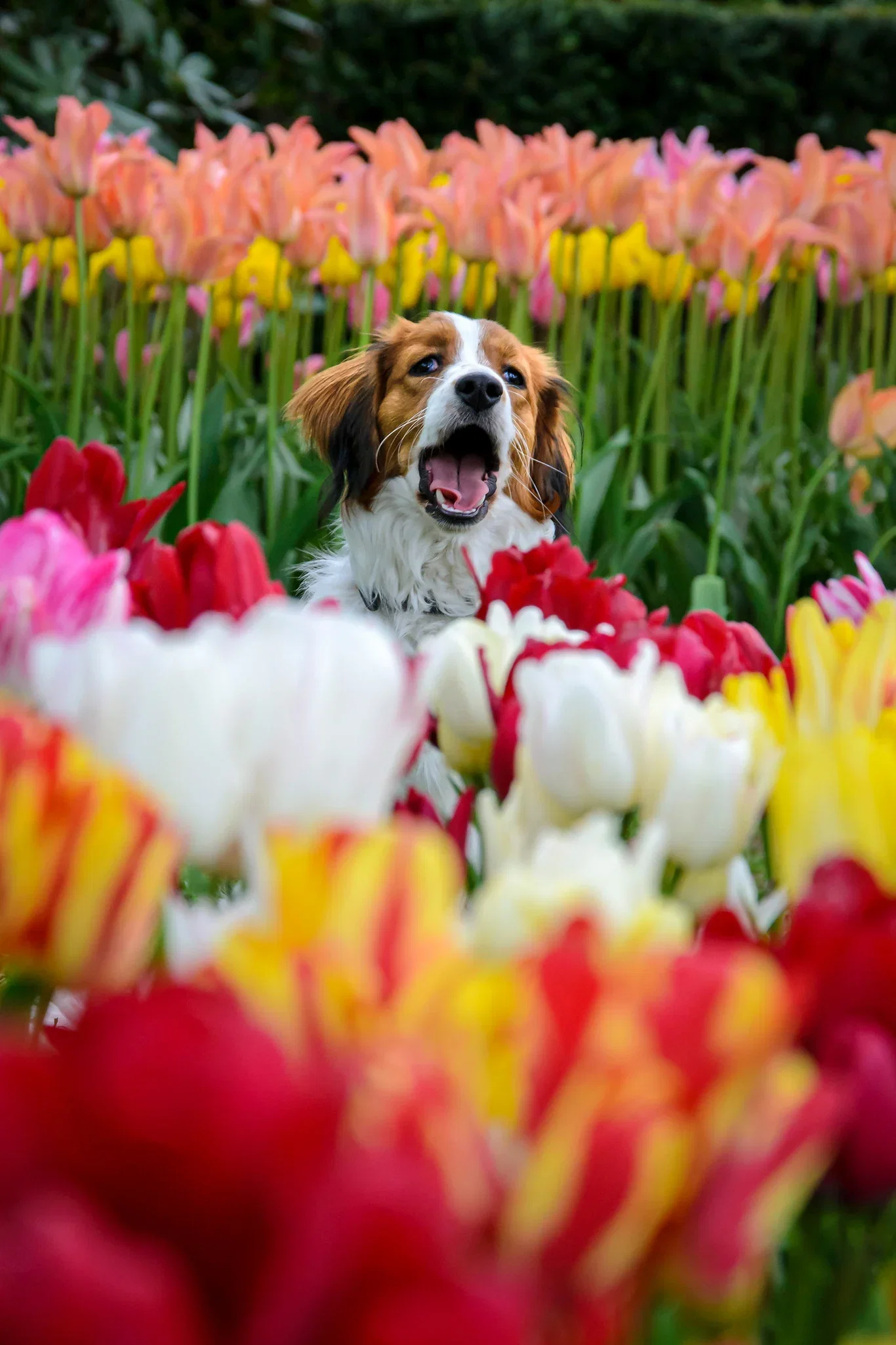 Tulipa Multiflowering Mix - 6 bulbs