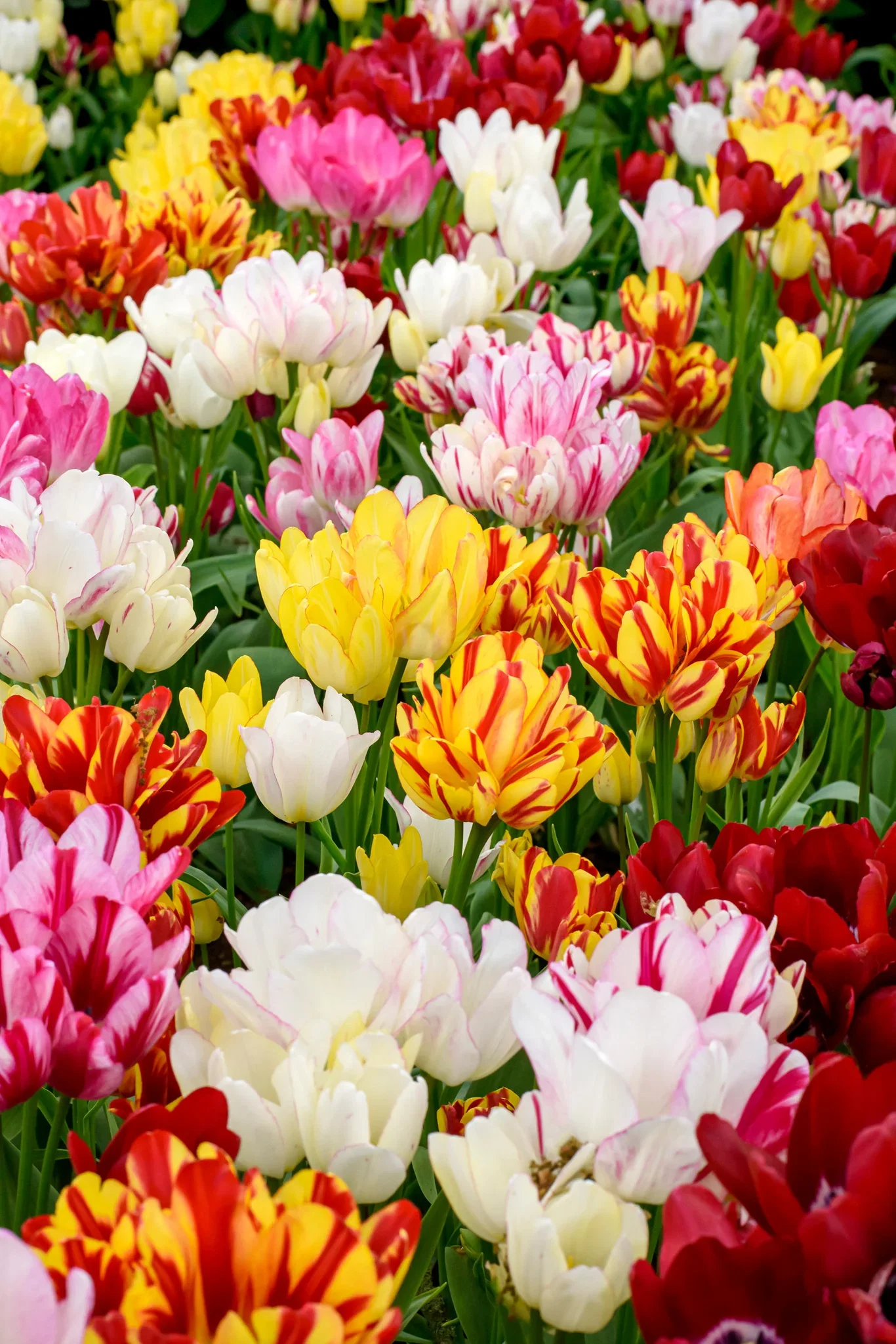 Tulipa Multiflowering Mix - 6 bulbs