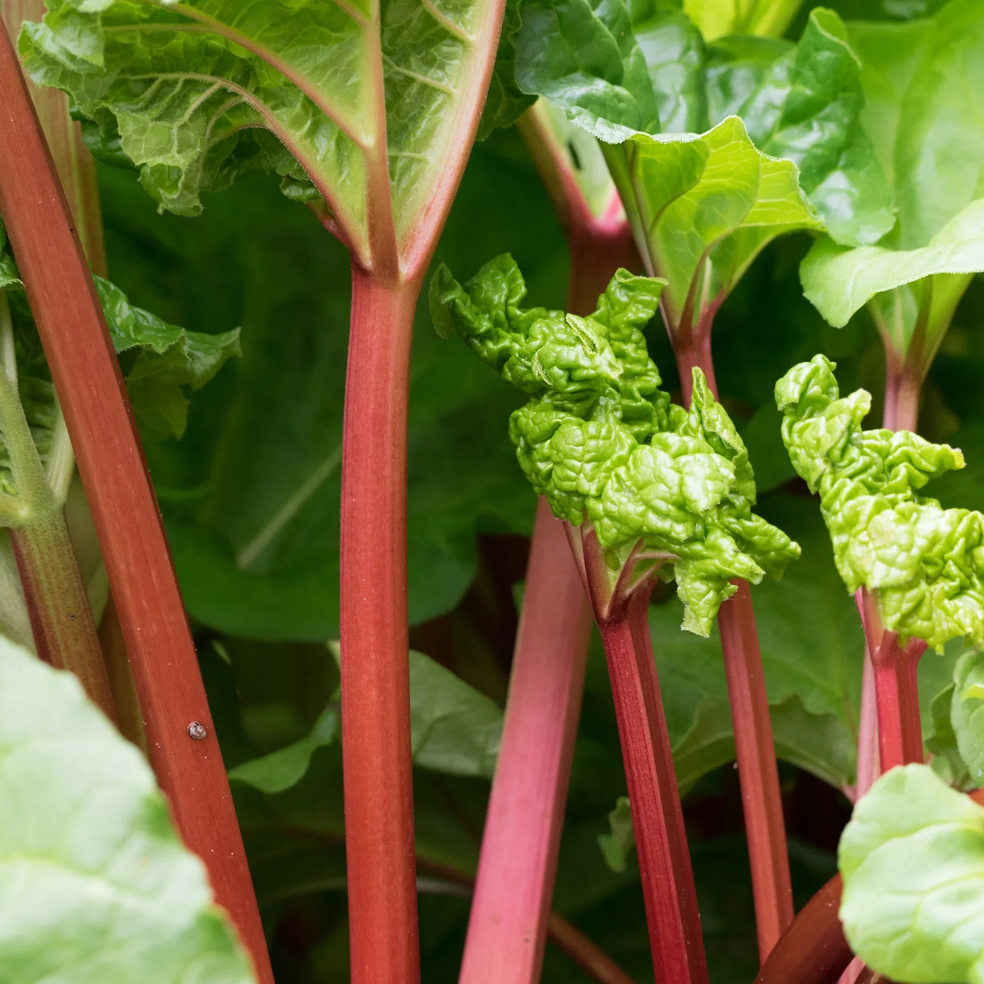 Rheum rhabarbarum 'Victoria' 2L
