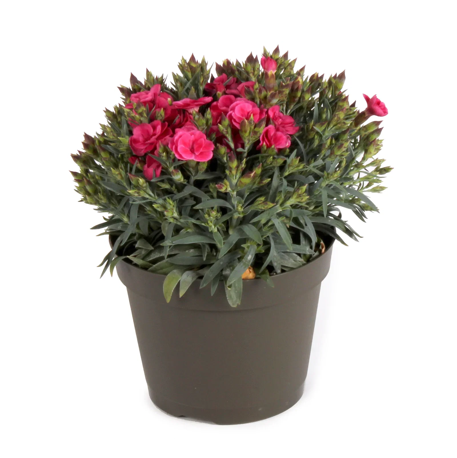 Dianthus 'Peman' 12 cm