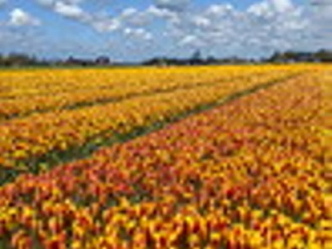 Tulipa Clusiana Chrysantha (BI