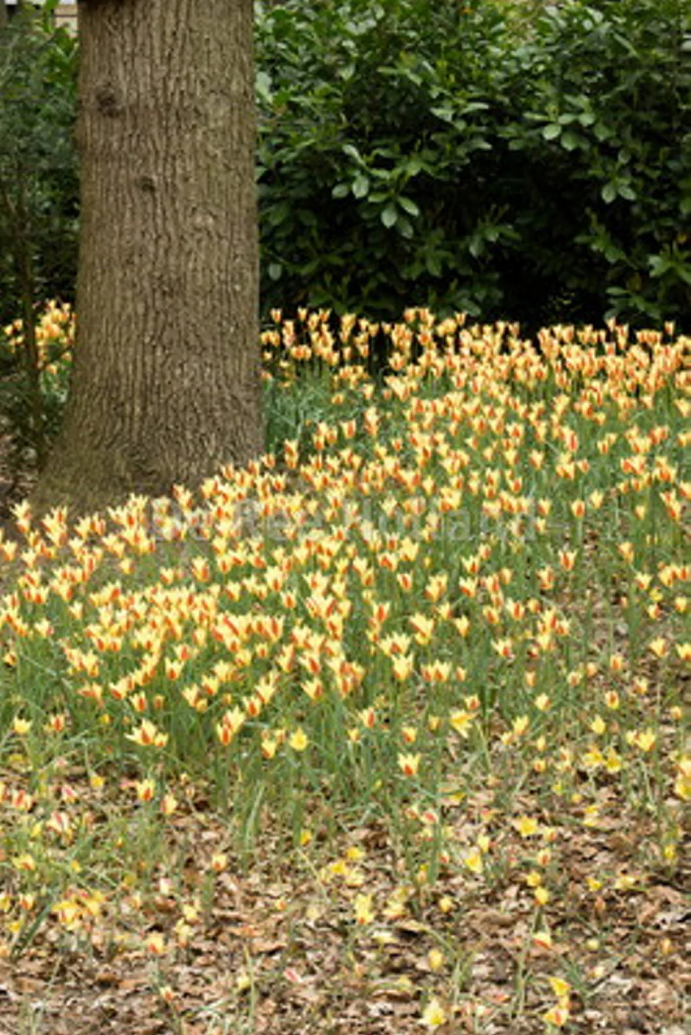 Tulipa Clusiana Chrysantha (BI